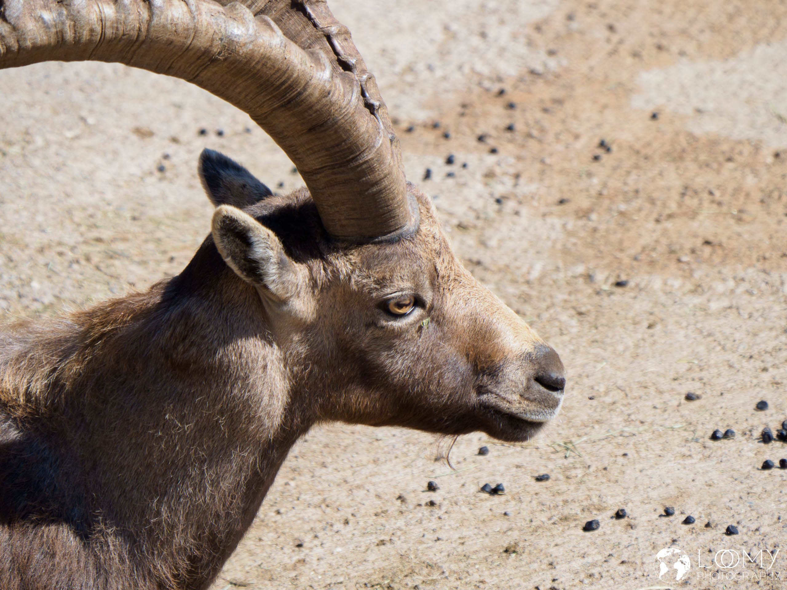 Steinbock