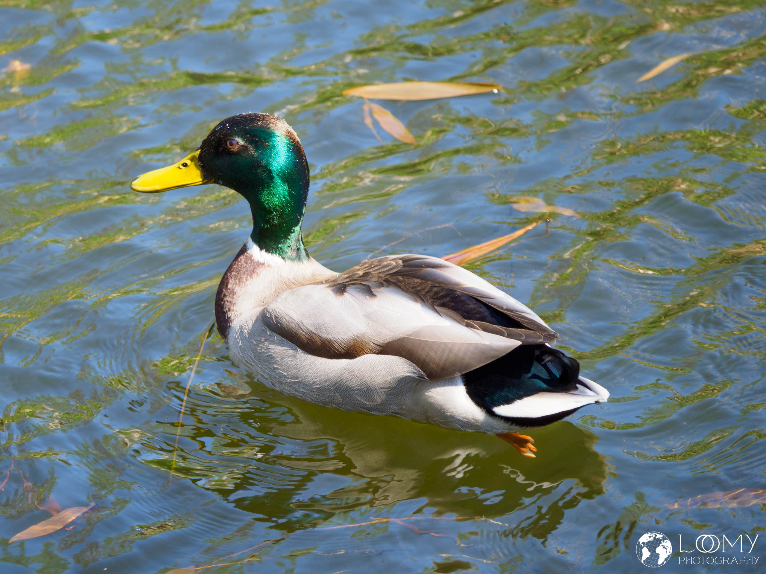 Stockente