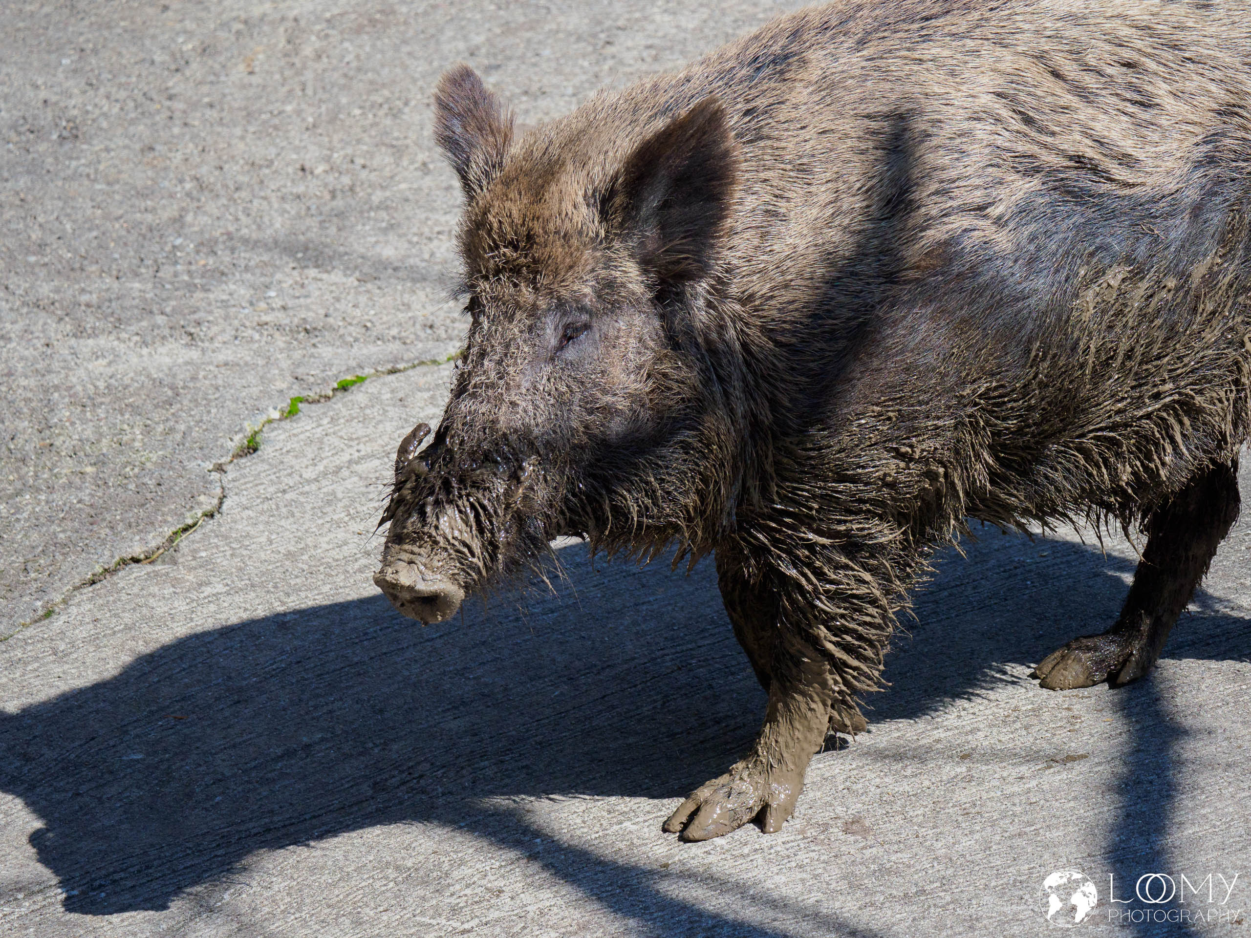 Wildschwein