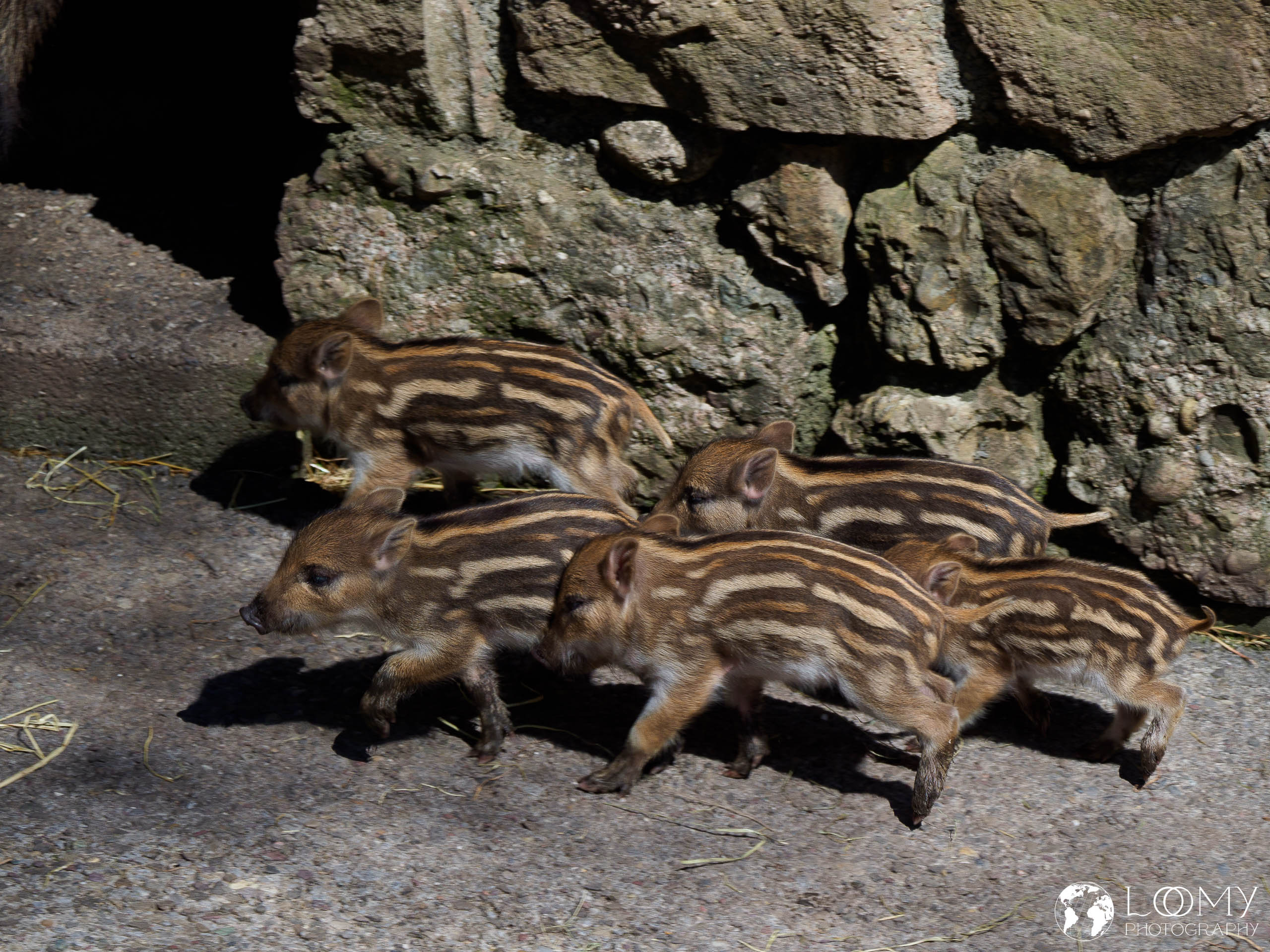 Wildschwein