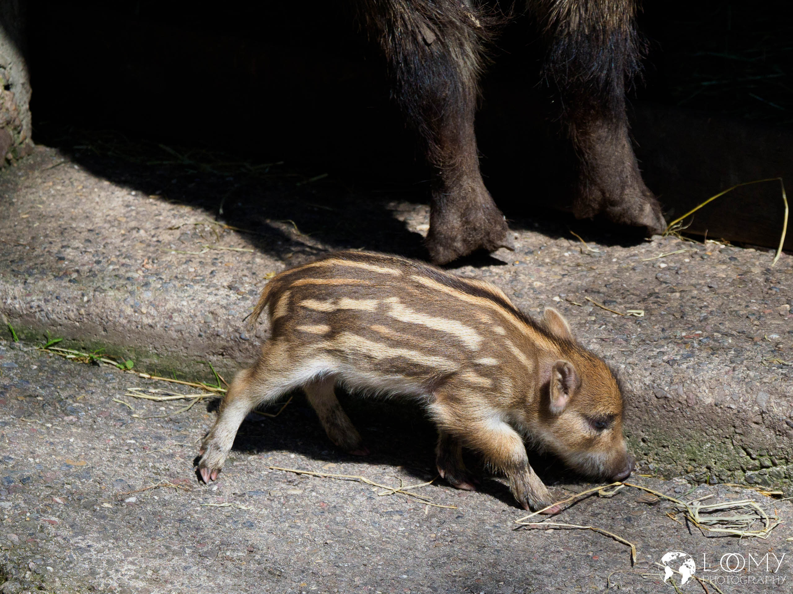 Wildschwein