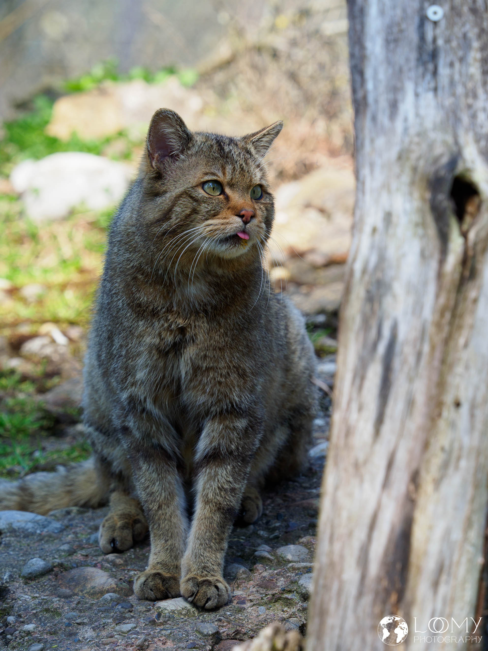 Wildkatze