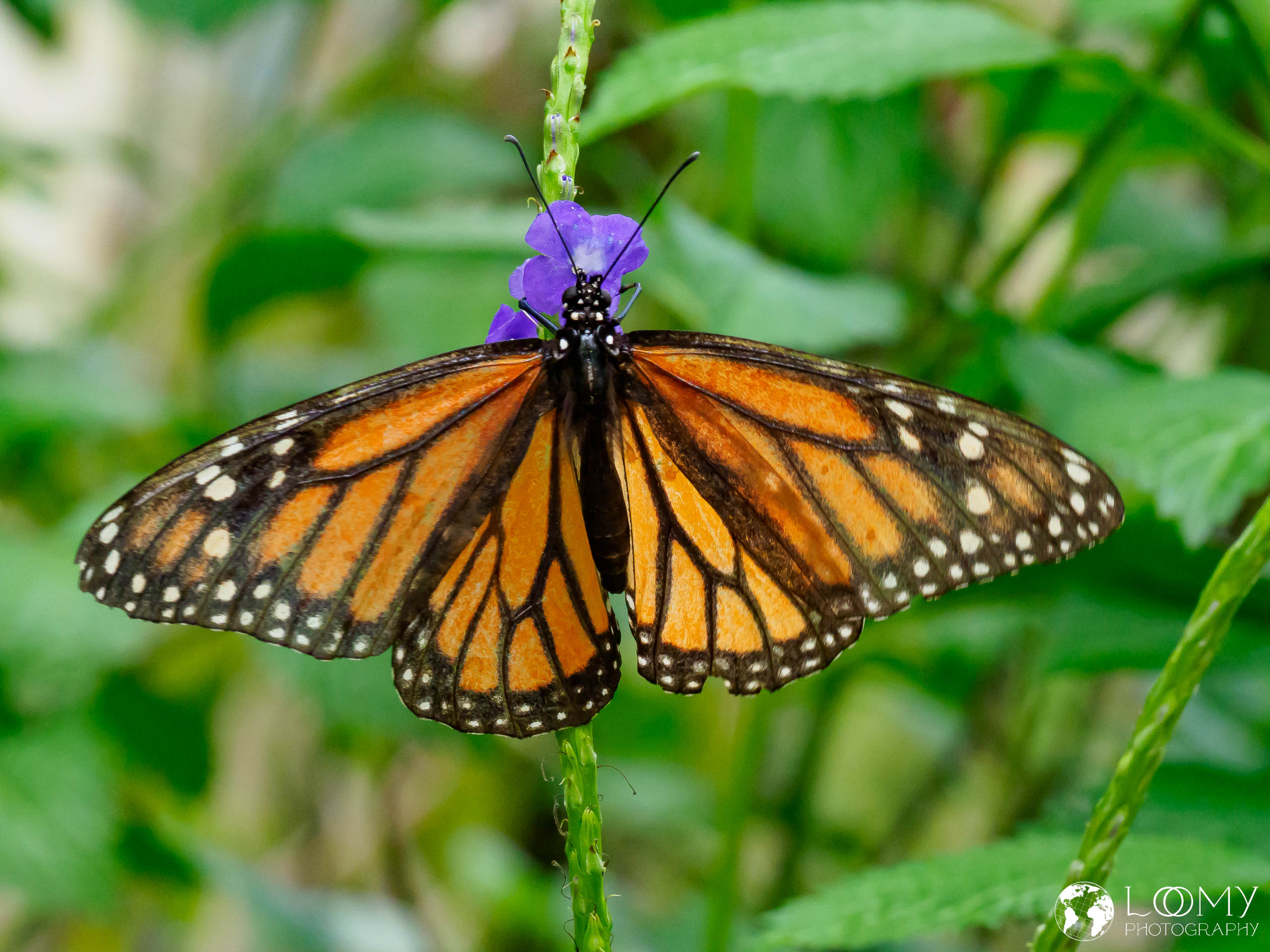Monarch