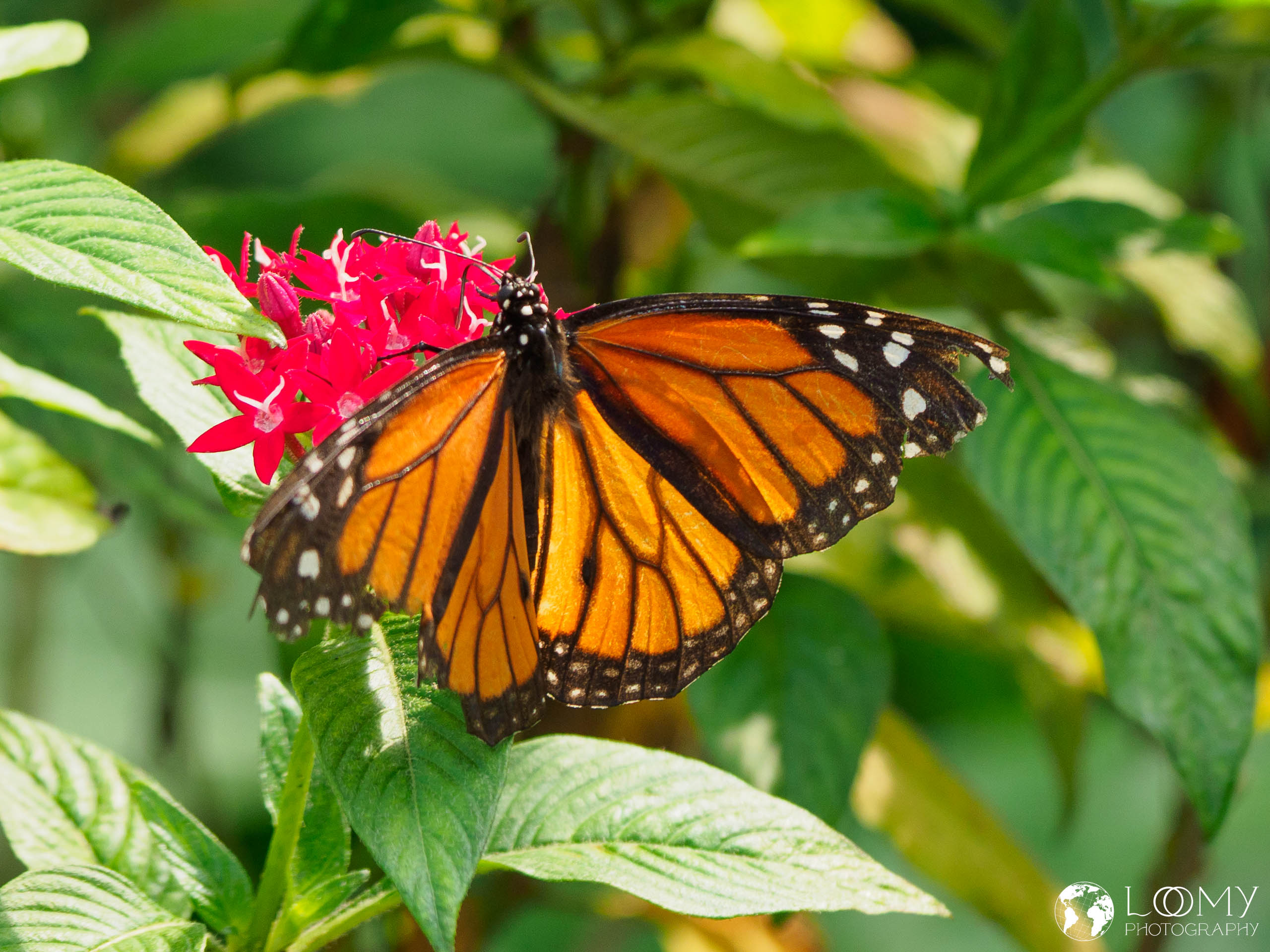 Monarch