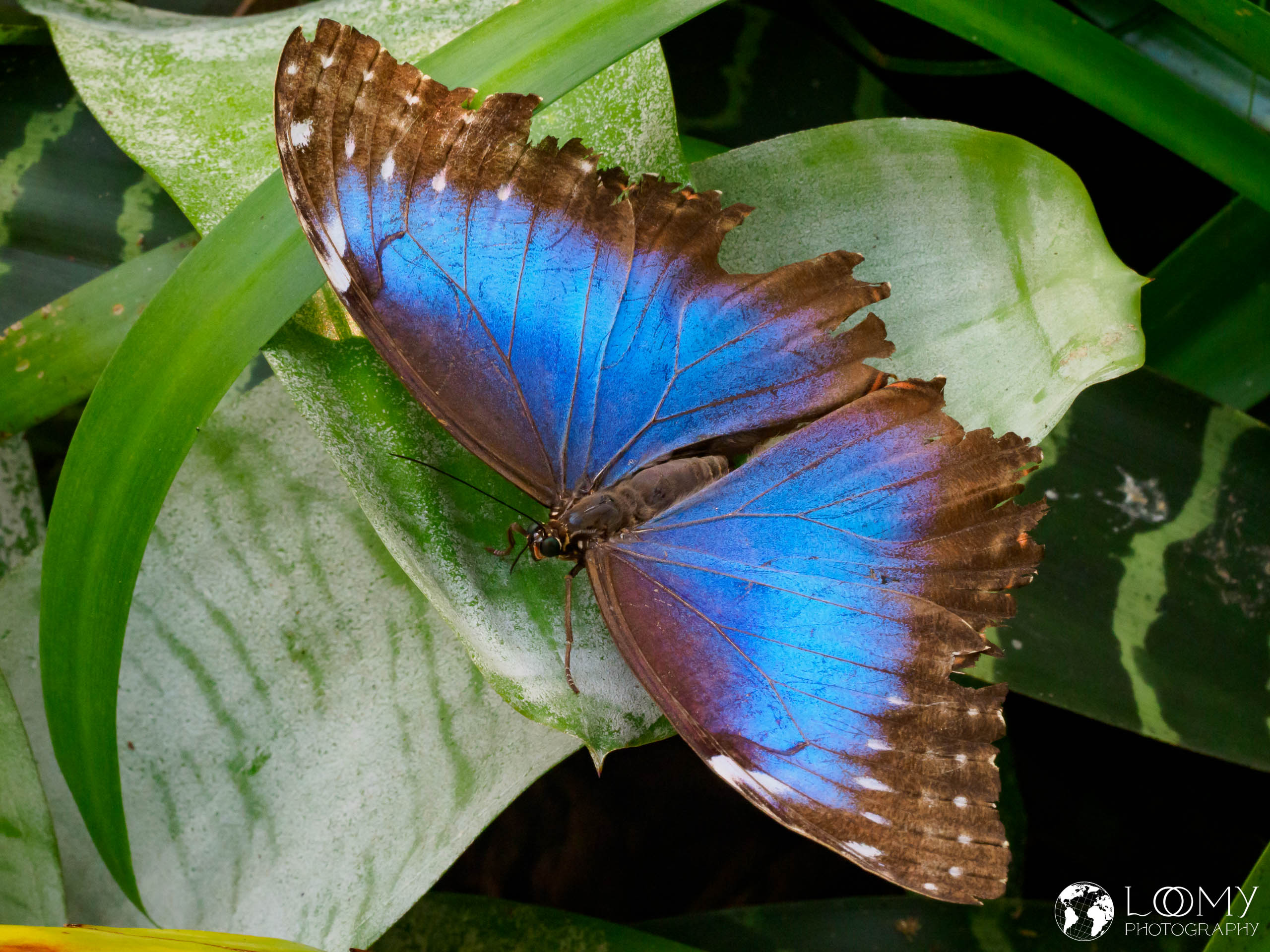 Blauer Morpho