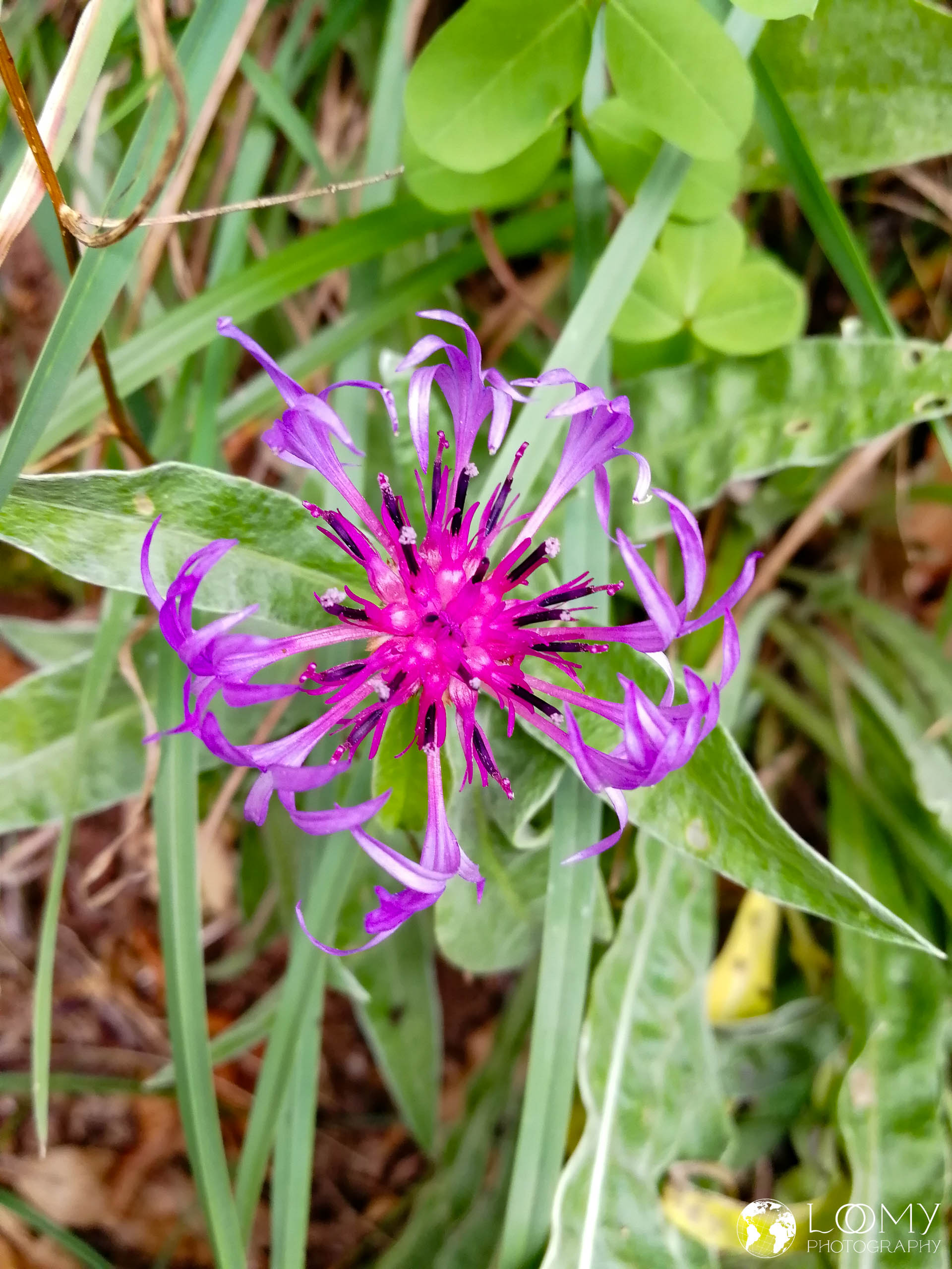 Flockenblume
