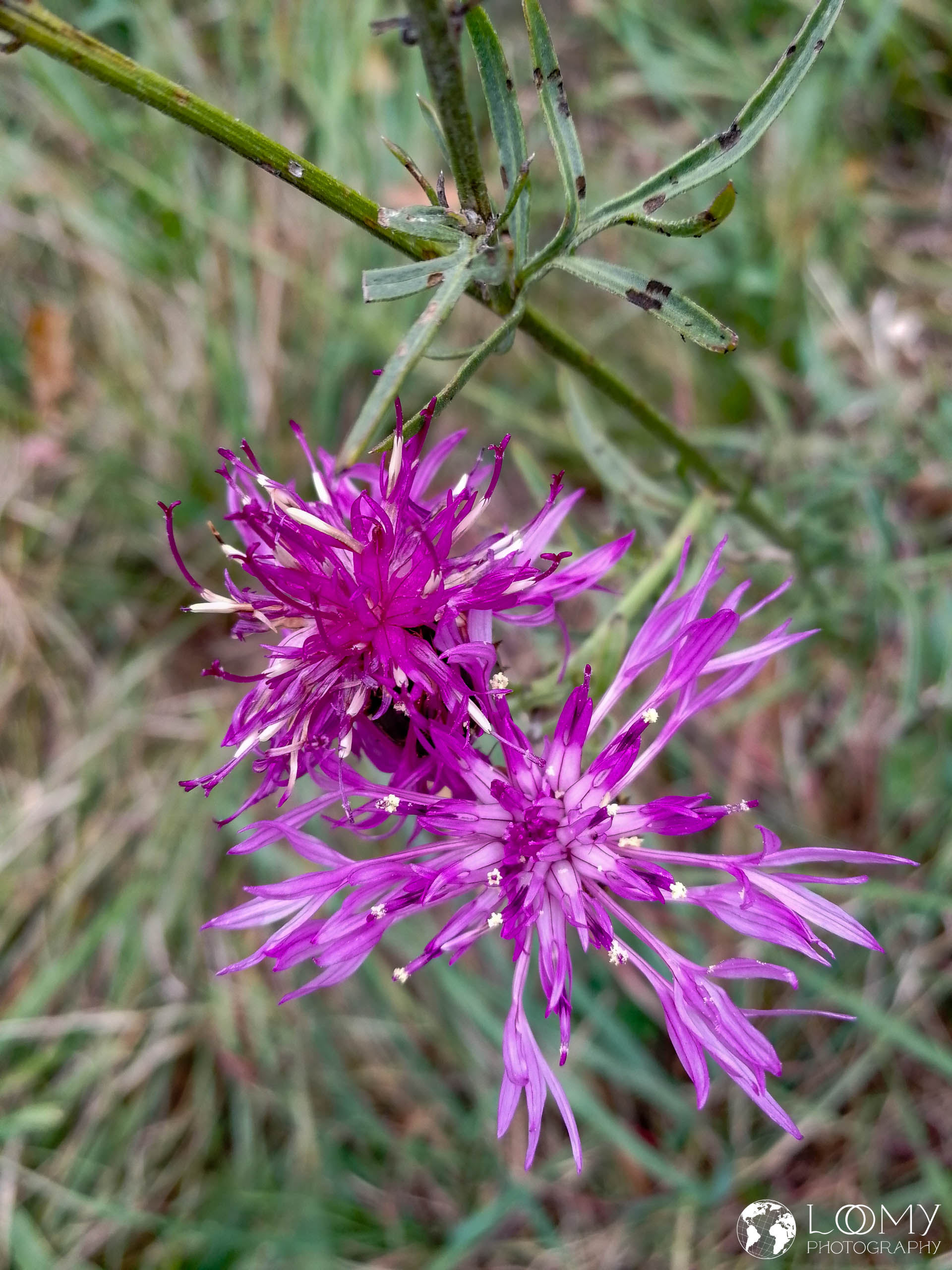 Flockenblume