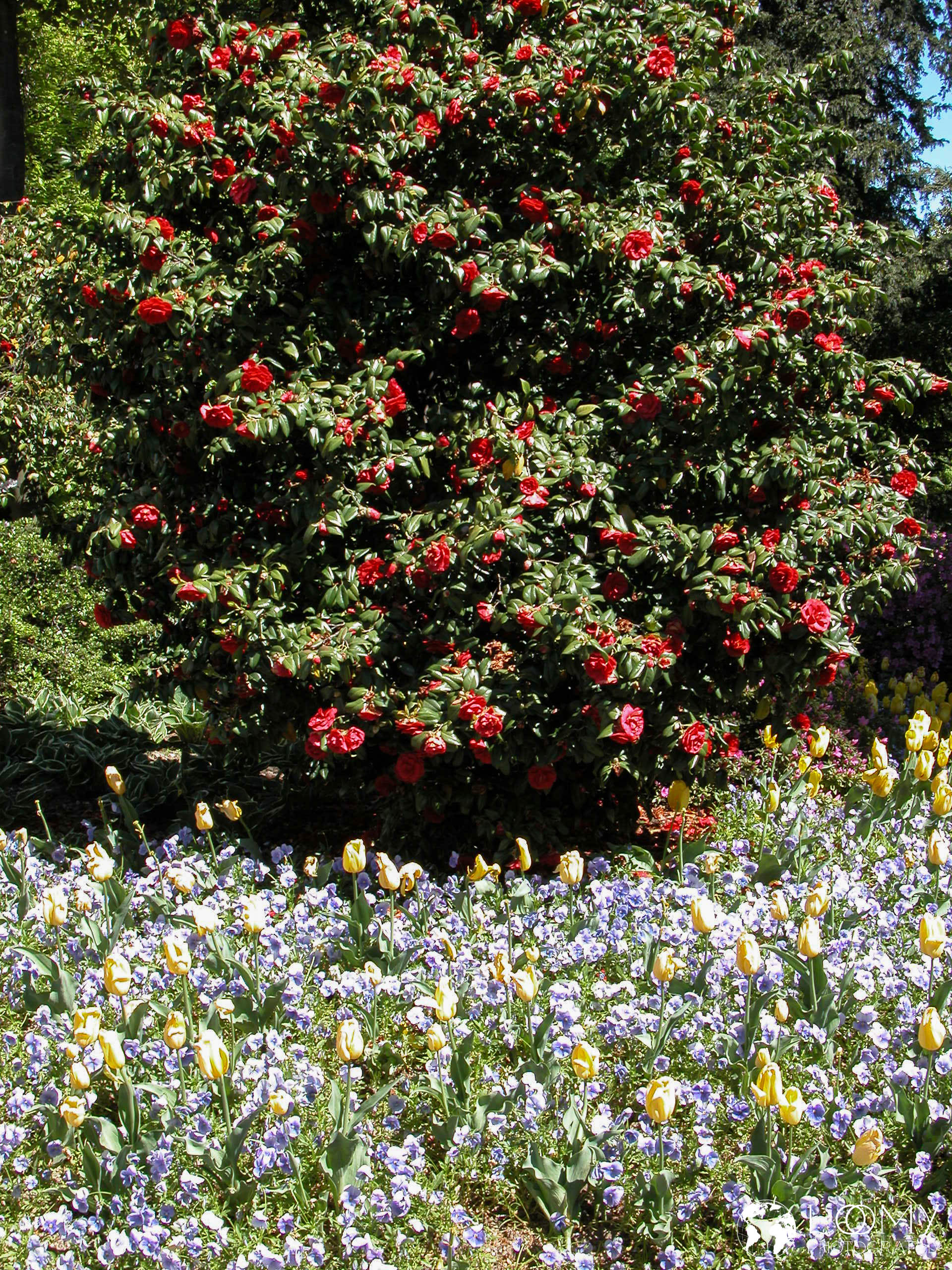 Park Ciani