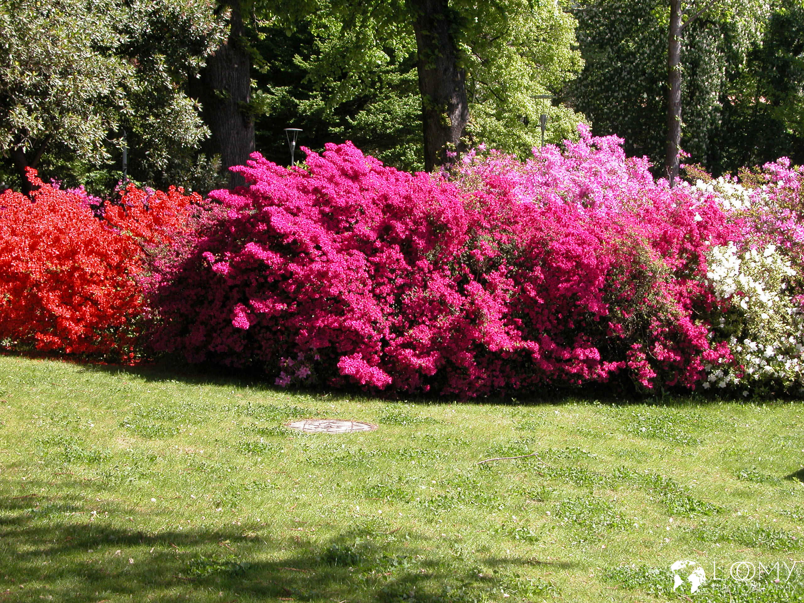 Park Ciani
