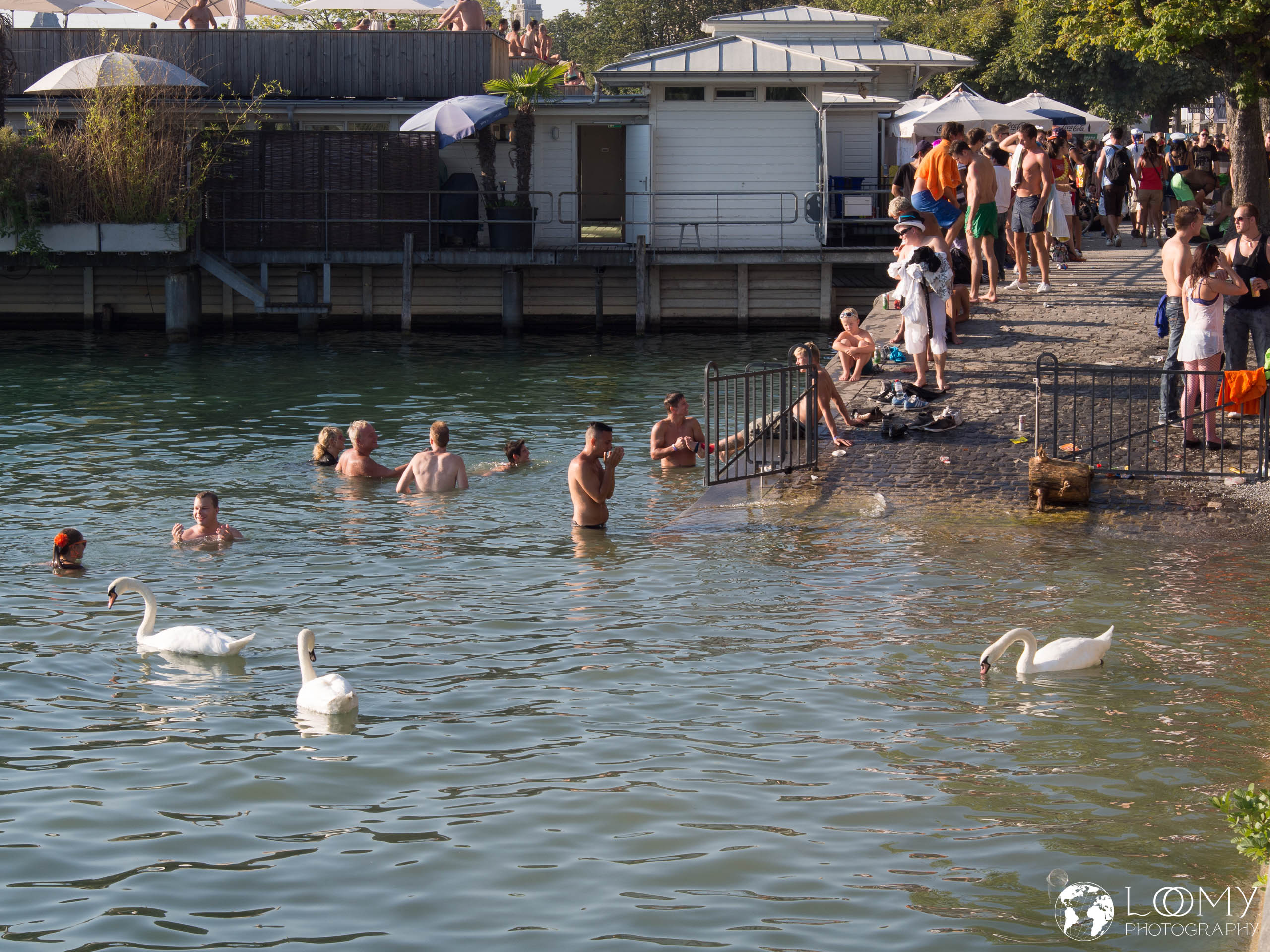 Abkühlung bei den Schwänen