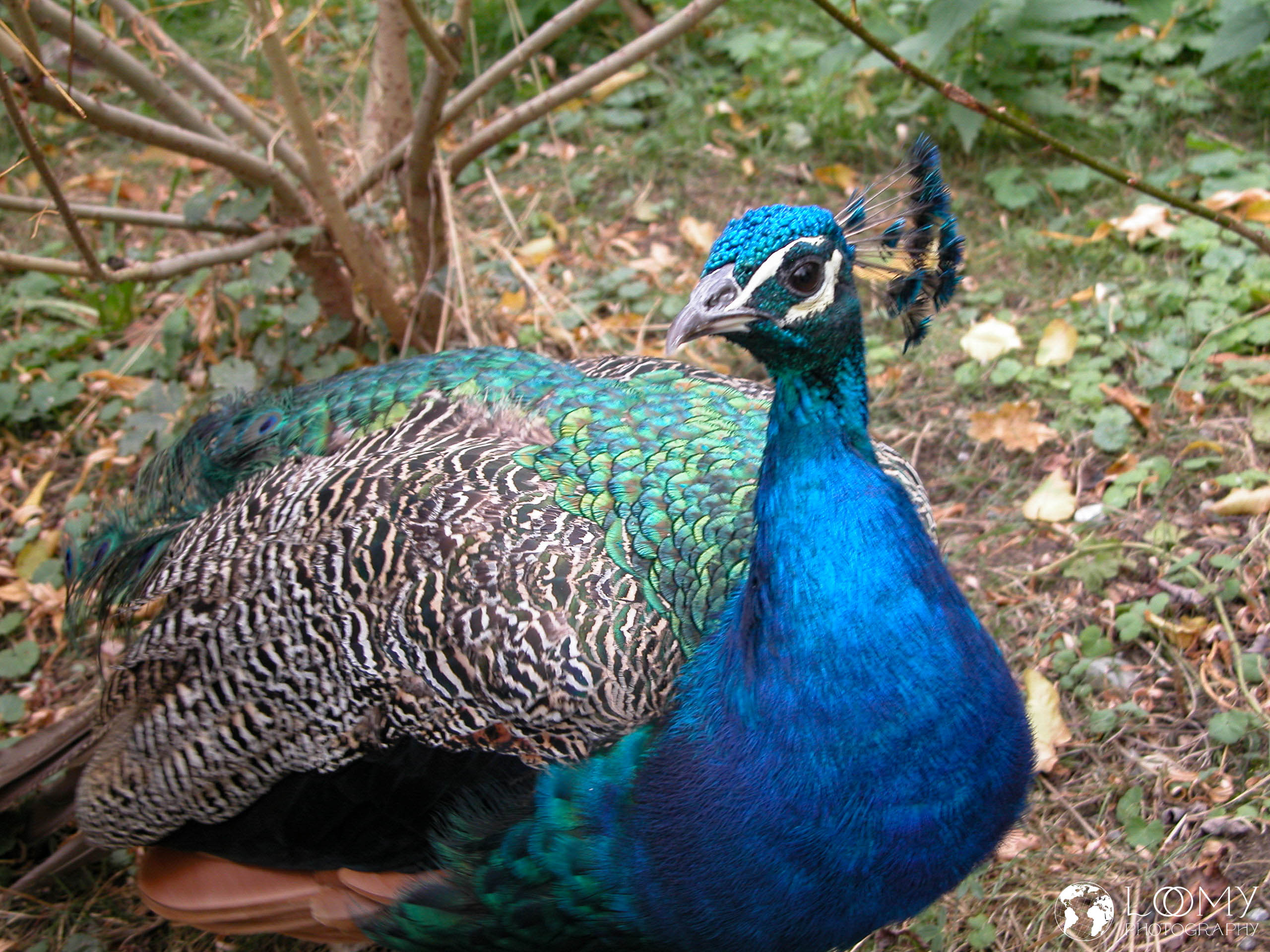 Pfau