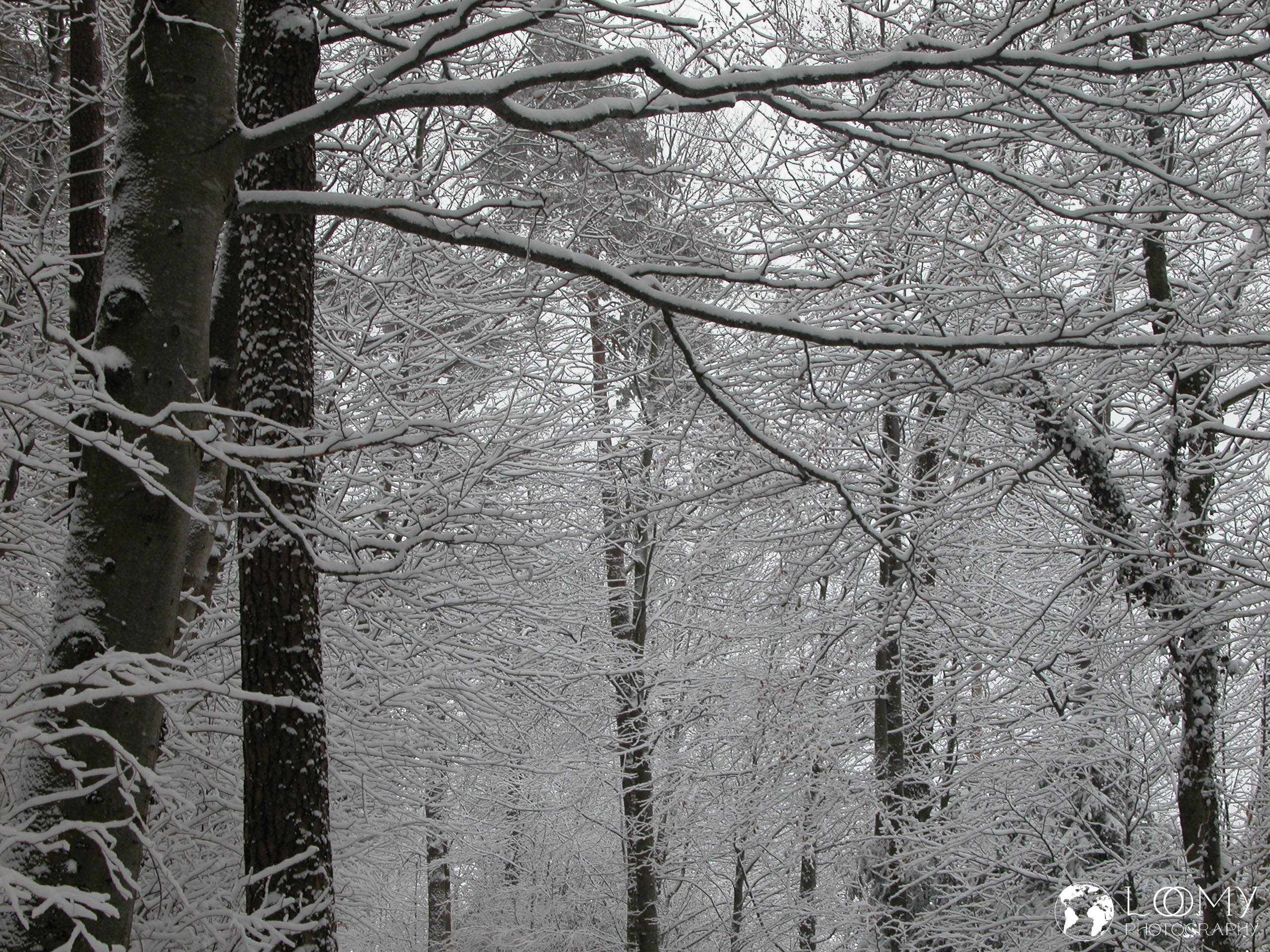 Verschneiter Wald