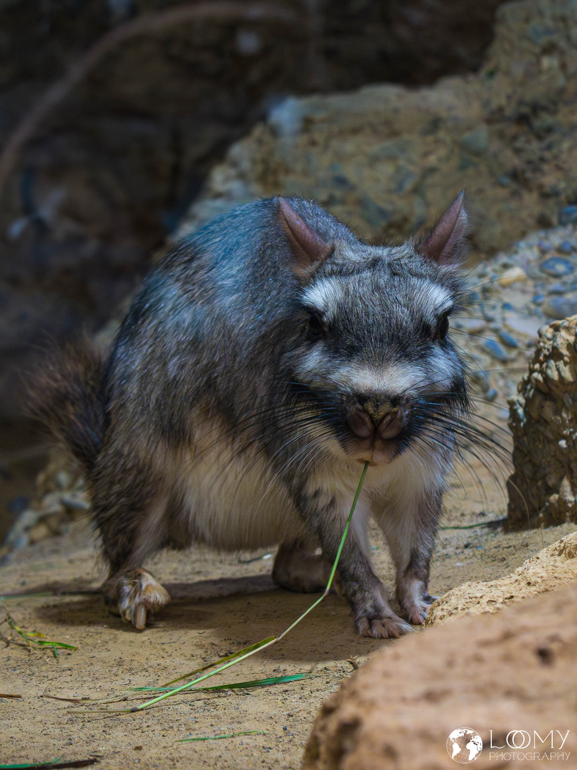 Flachland Viscacha