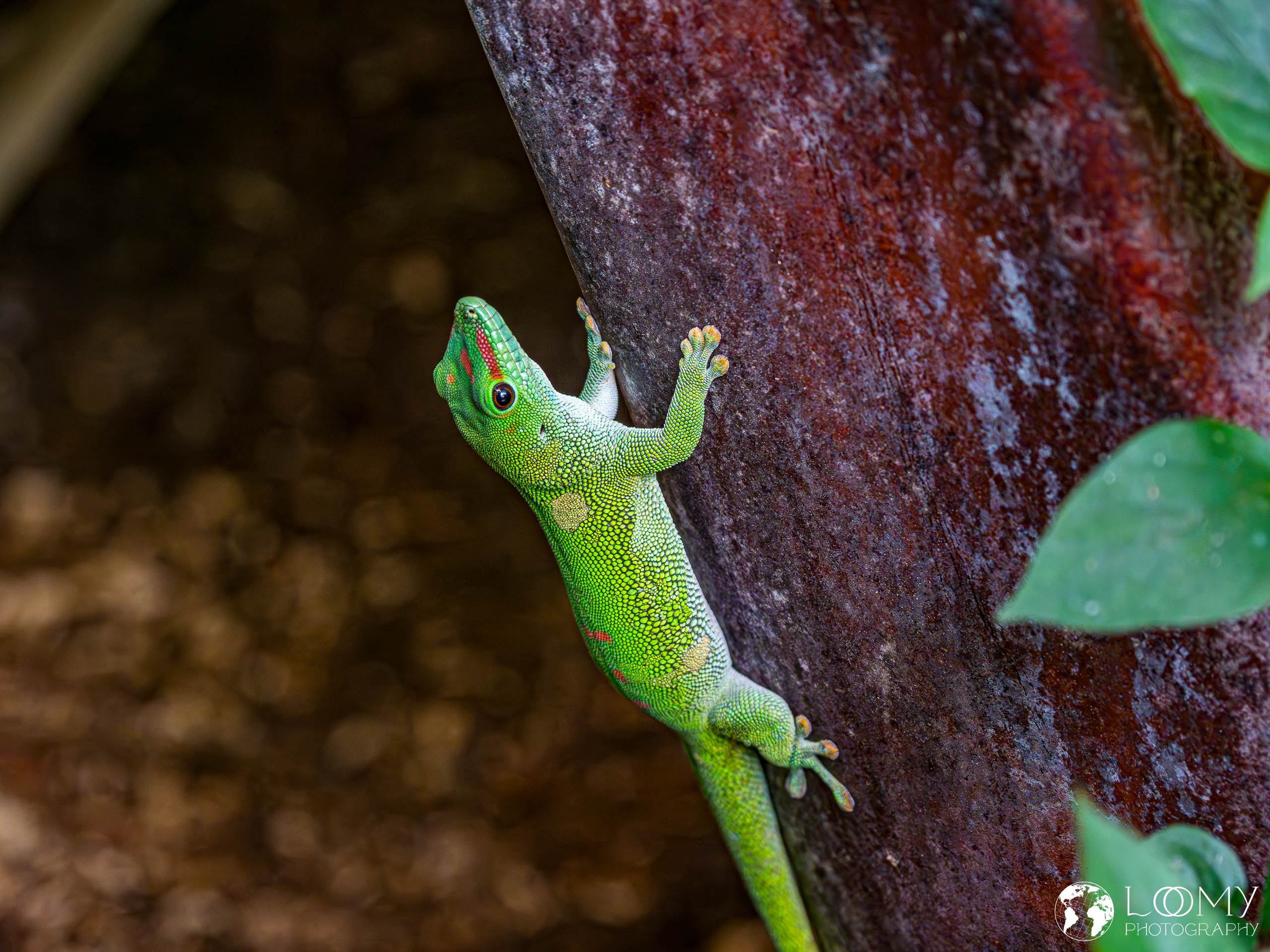 Grosser Madagaskar Taggecko