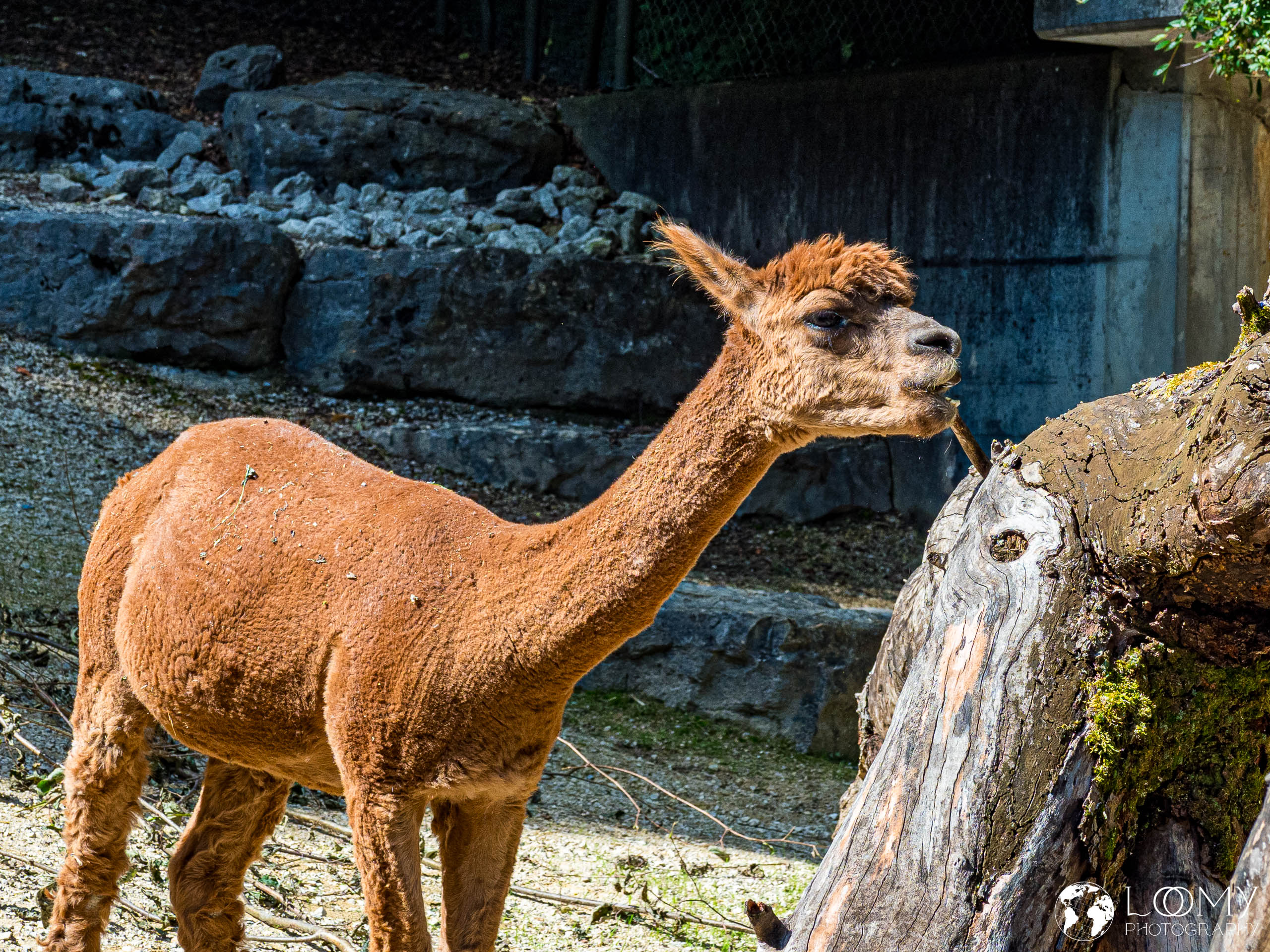 Lama