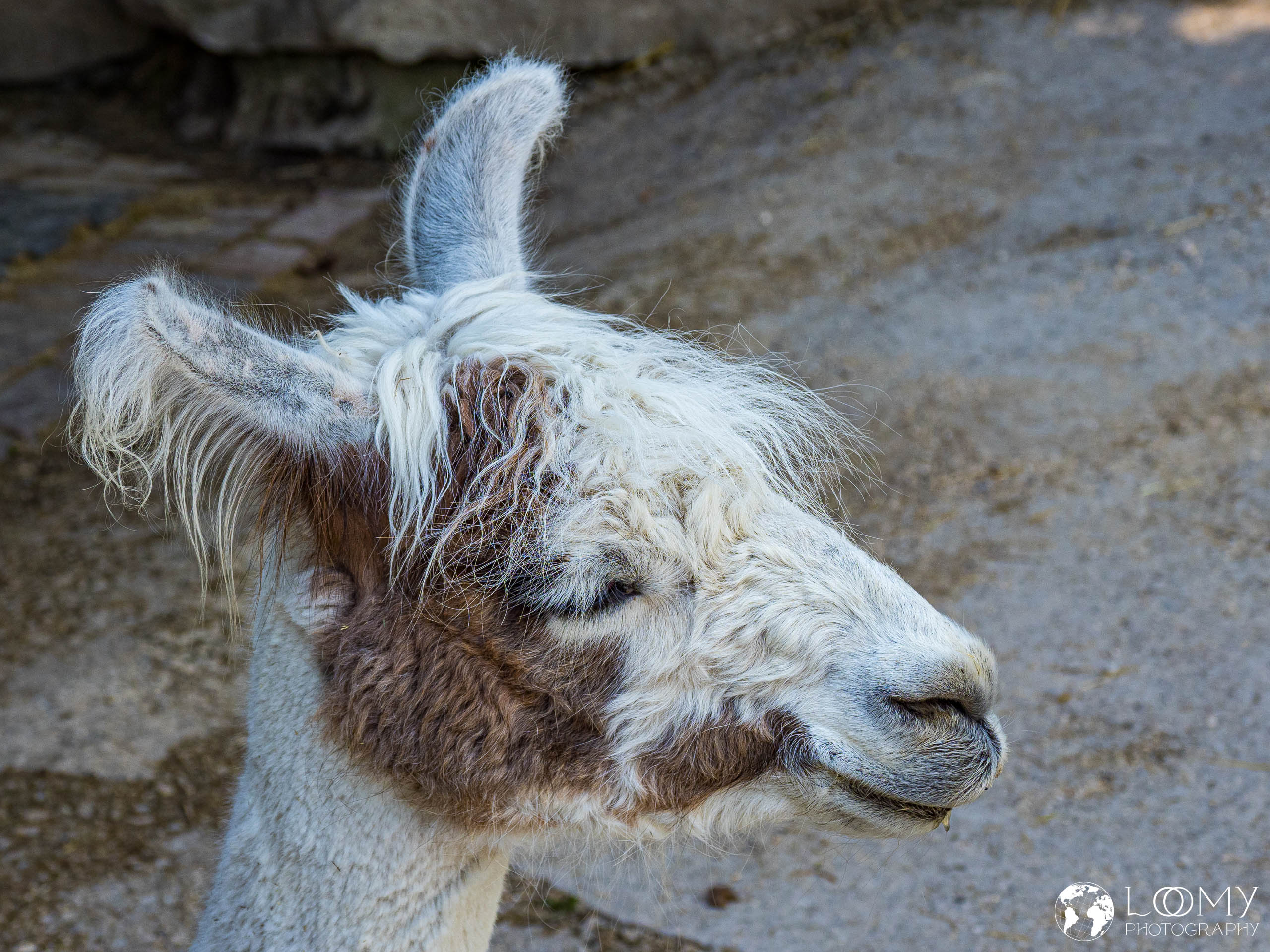 Lama