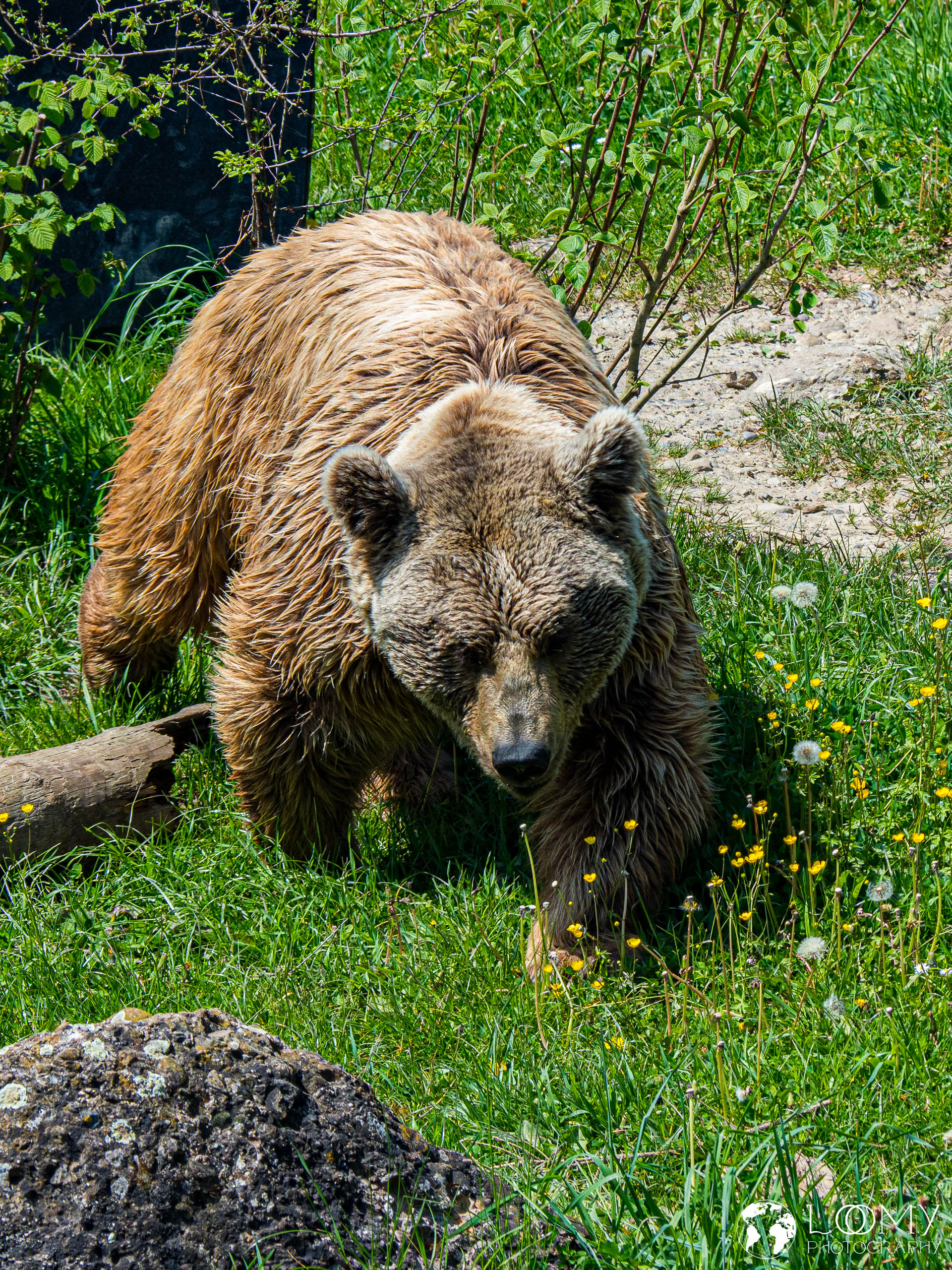 Syrischer Braunbär
