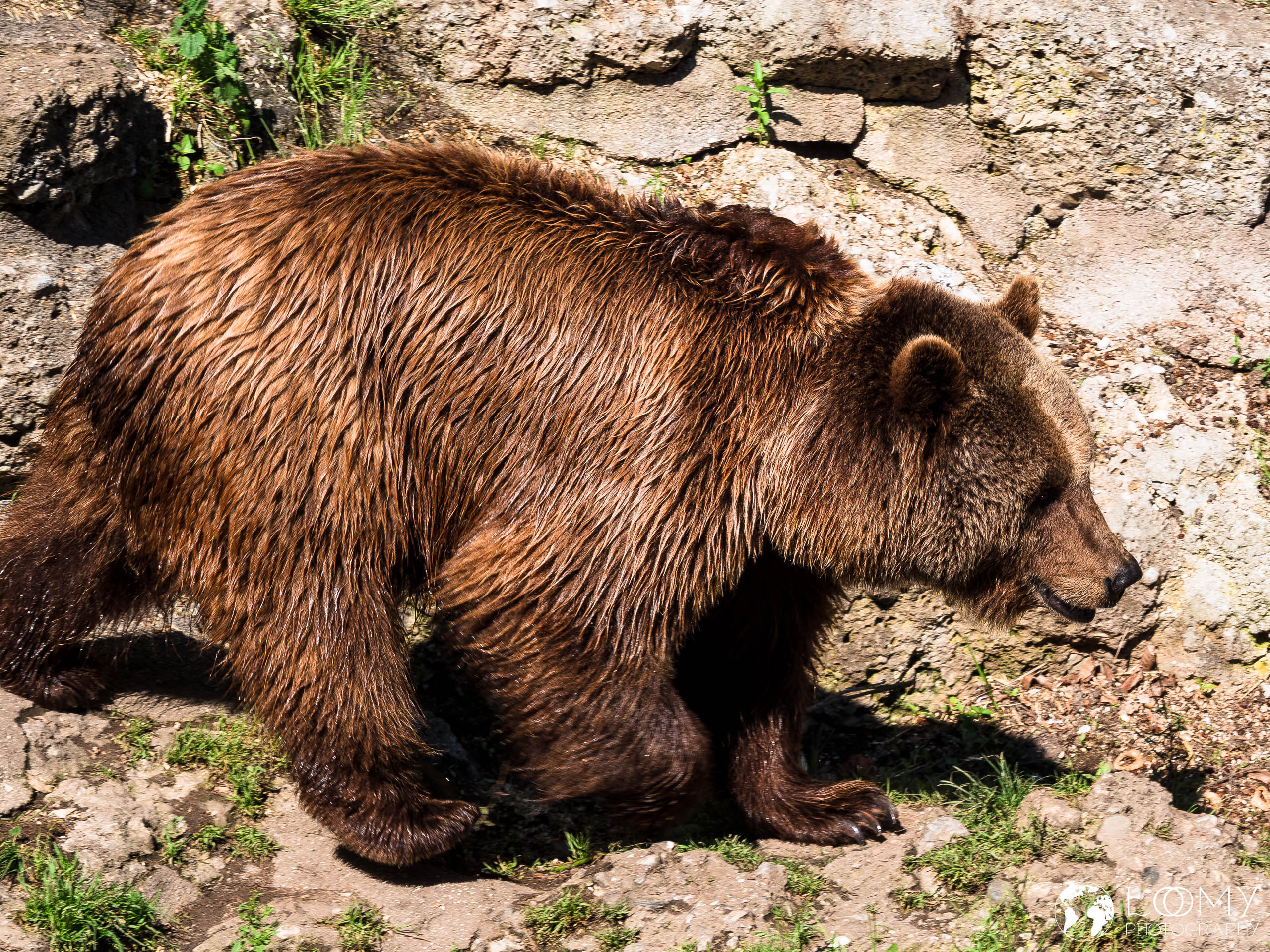 Braunbär