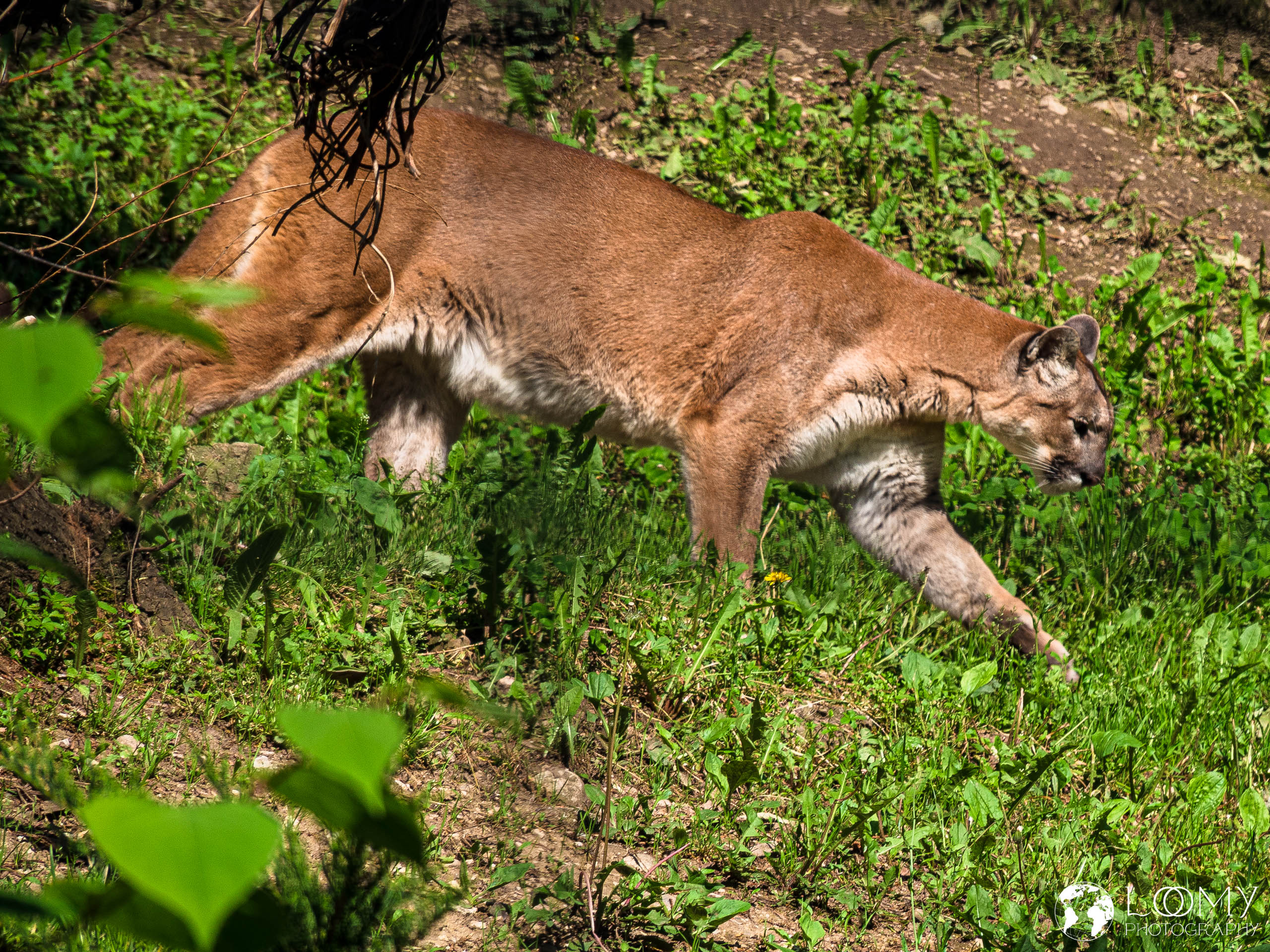 Puma