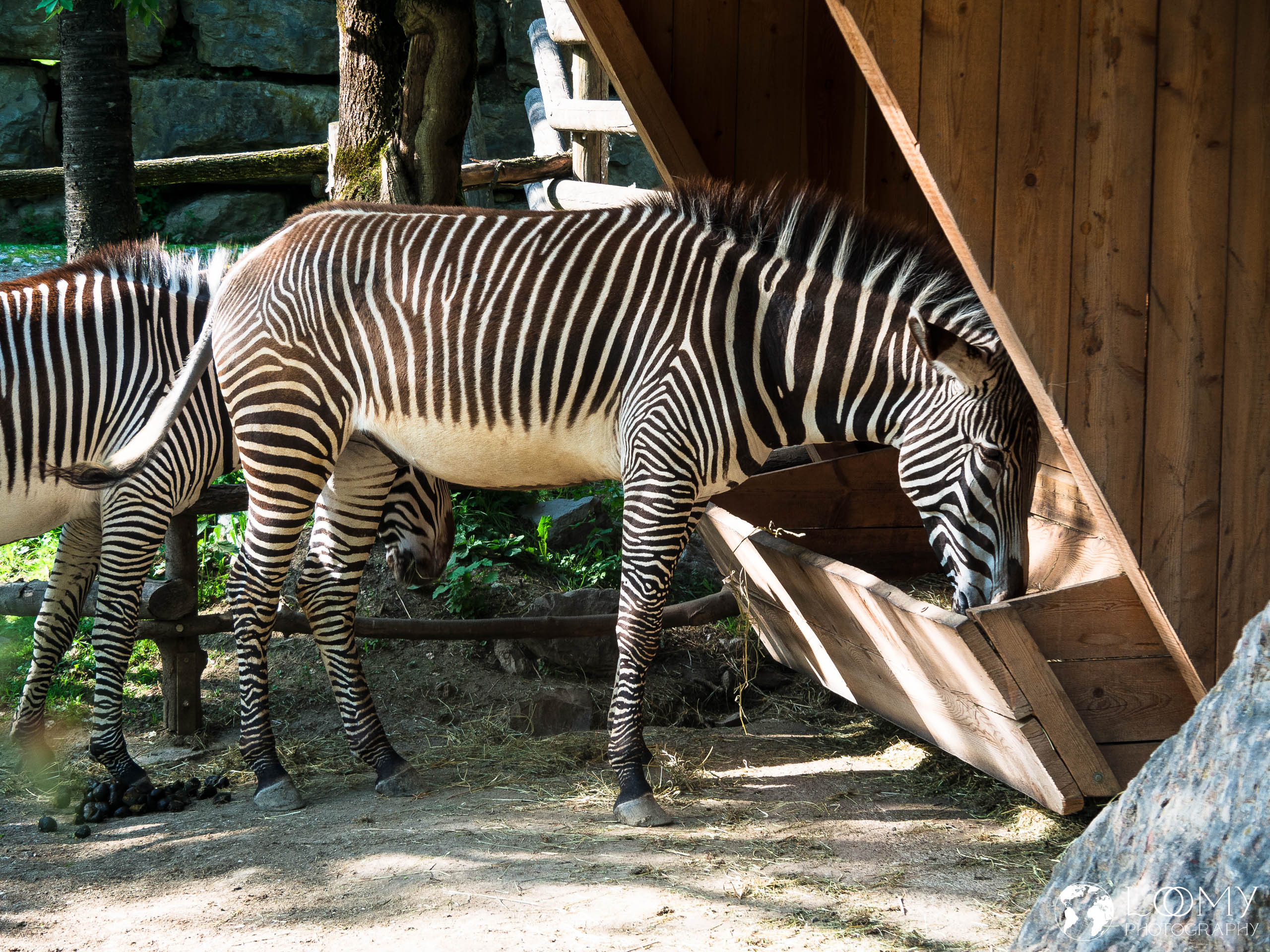 Zebra