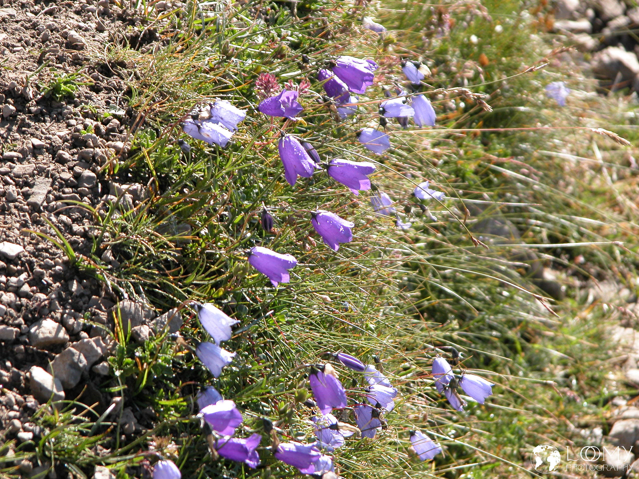 Glockenblumen