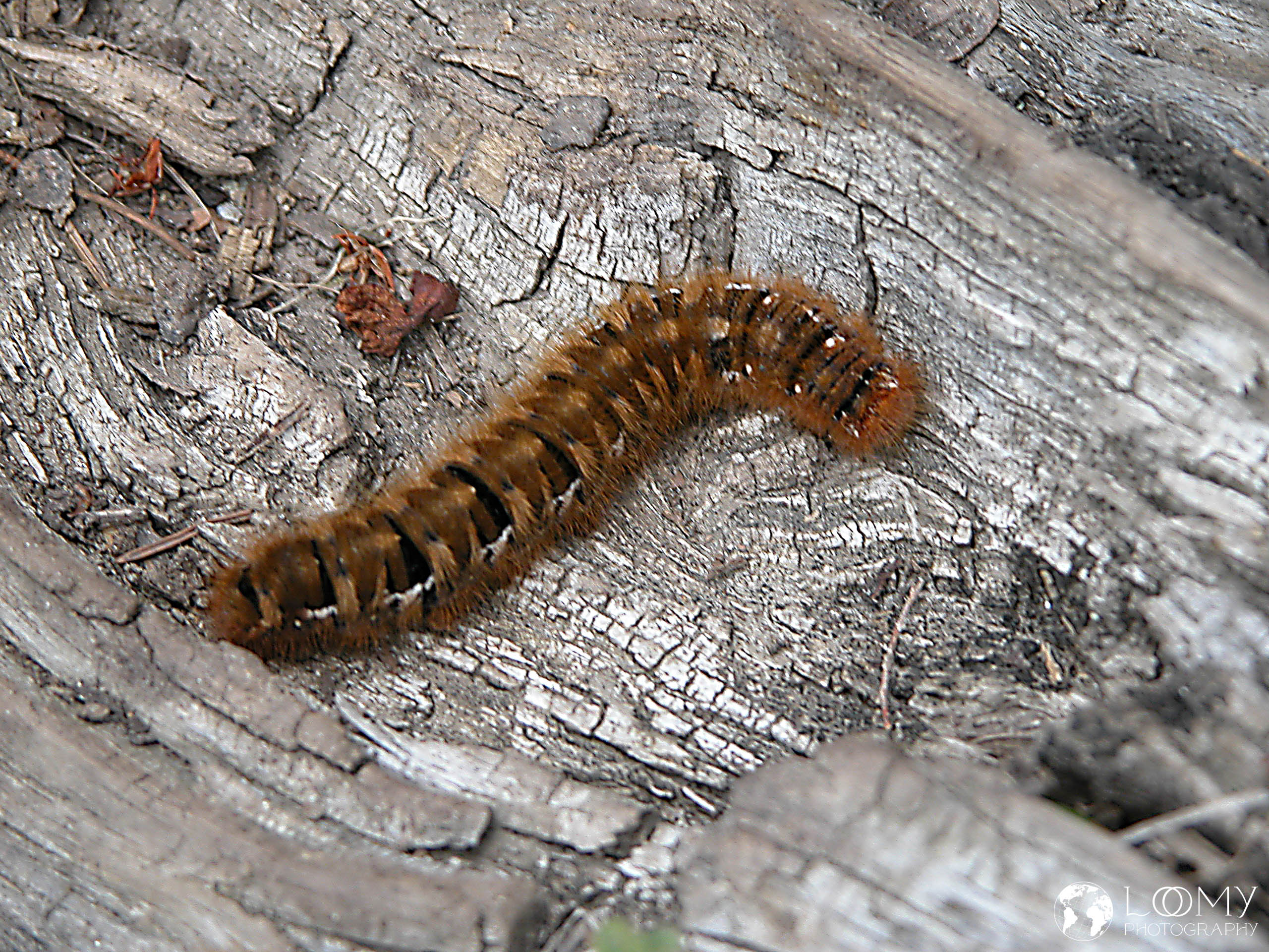 Raupe