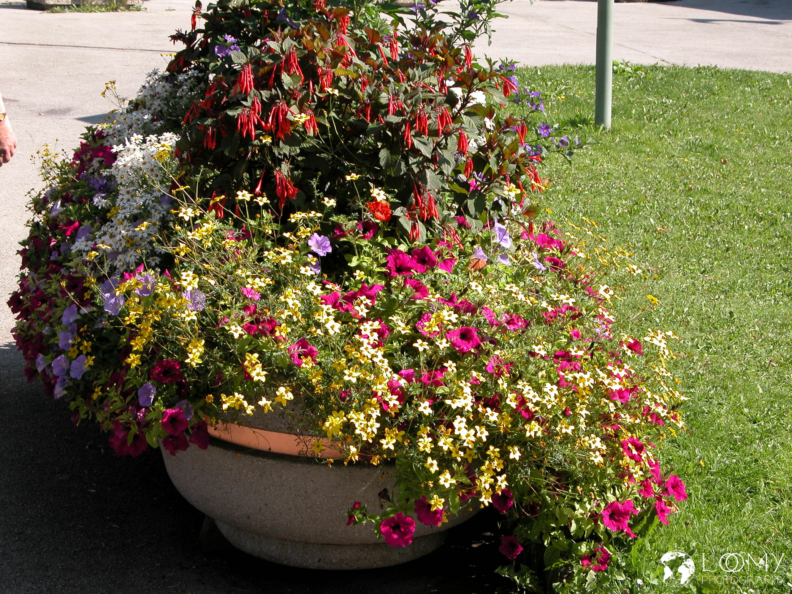 Schöne Blumen