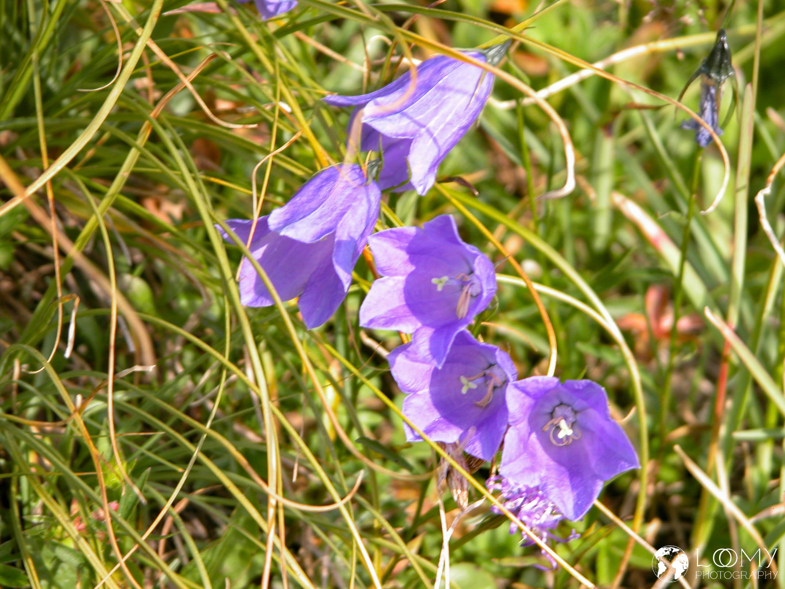 Glockenblumen