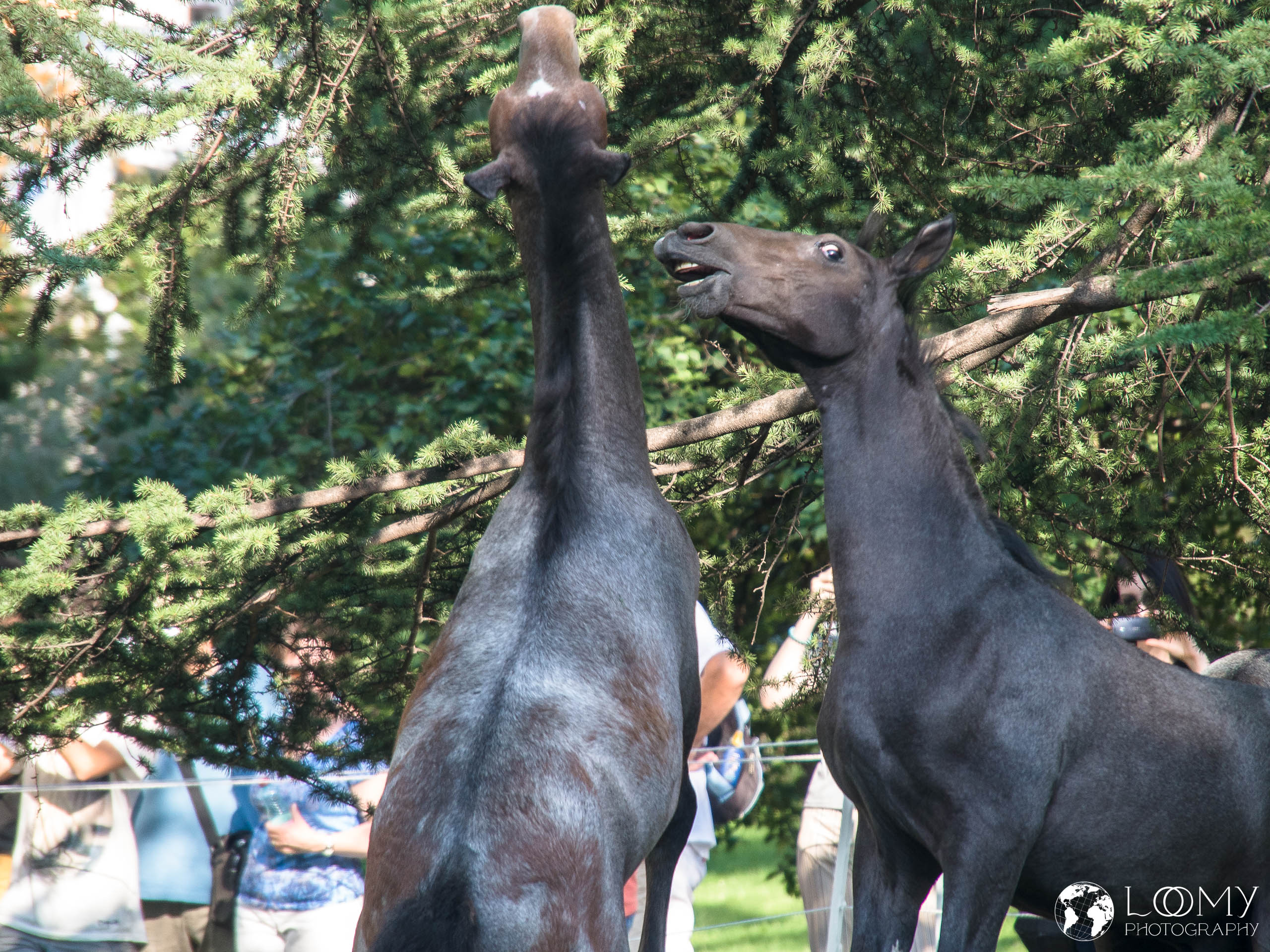 Lipizzaner