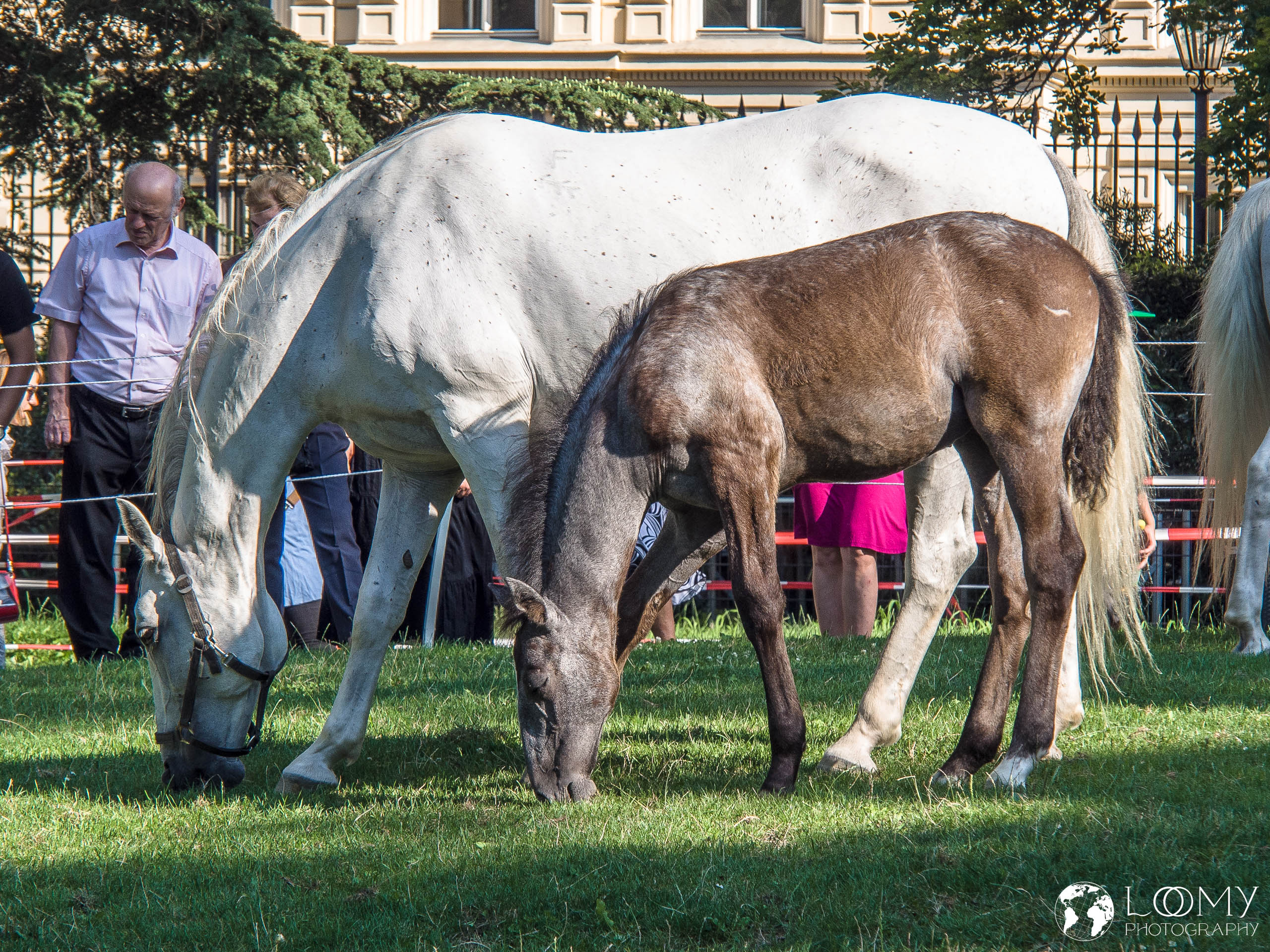Lipizzaner