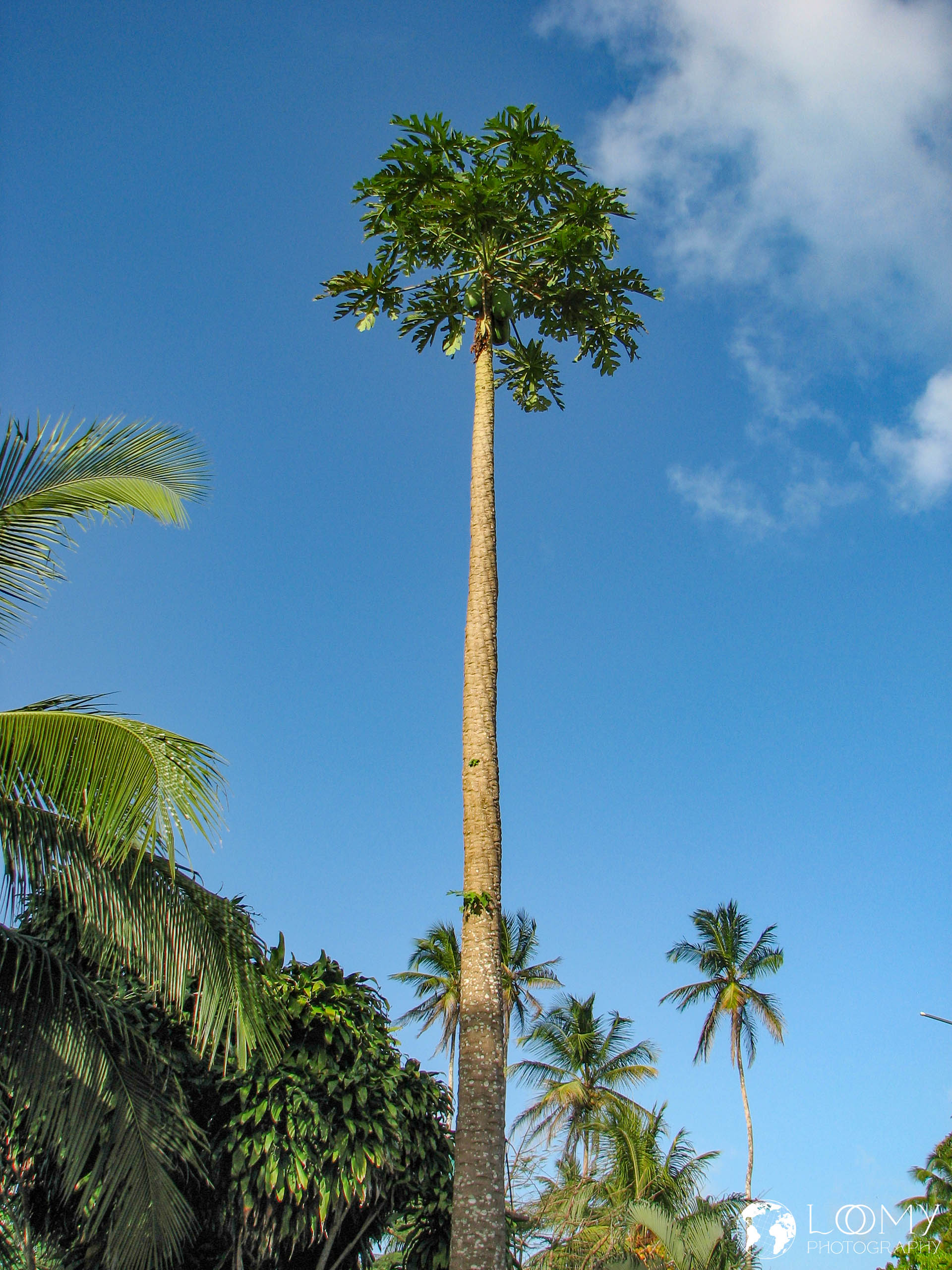 Papaya