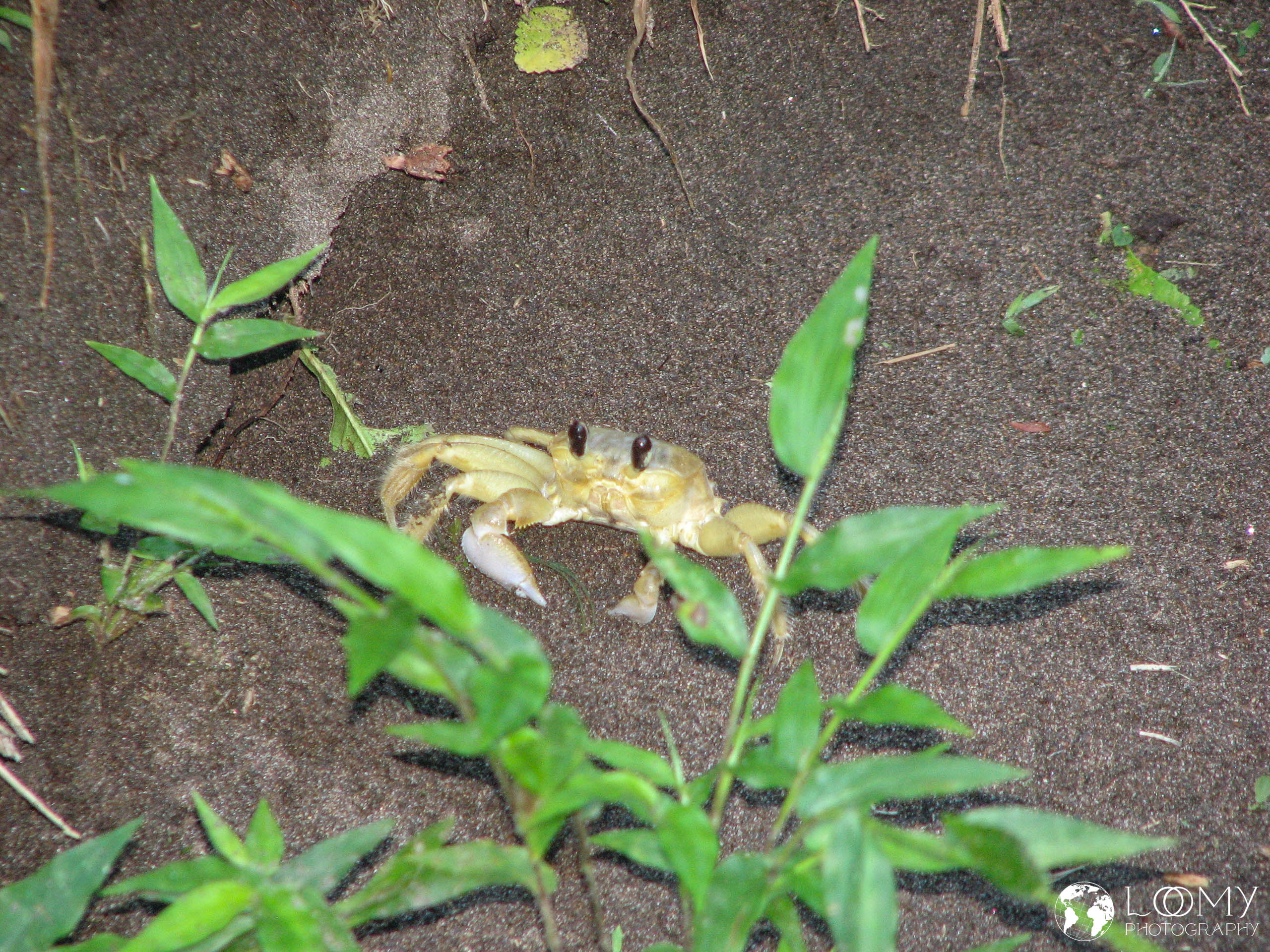 Krabbe