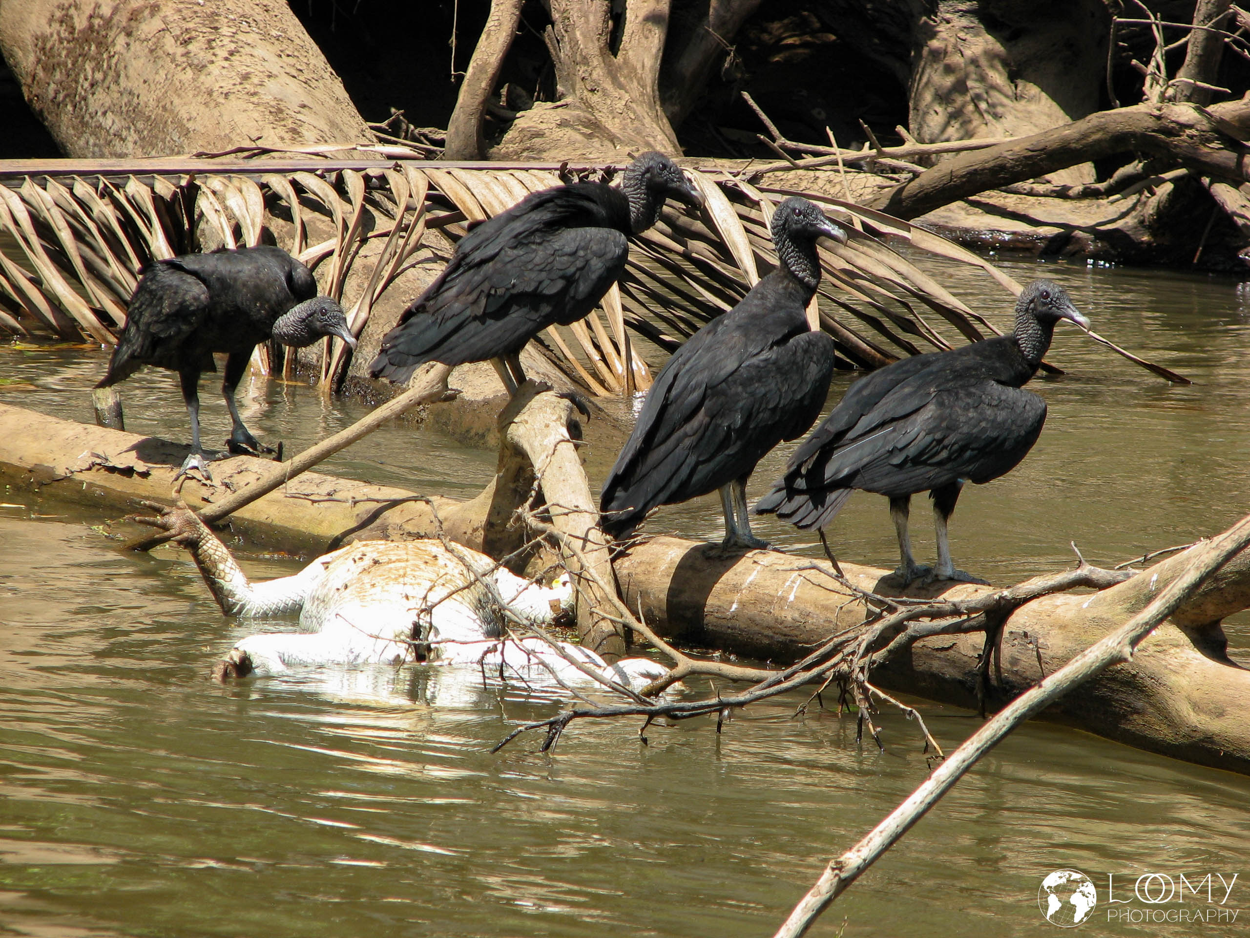 Geier mittotem Kaiman