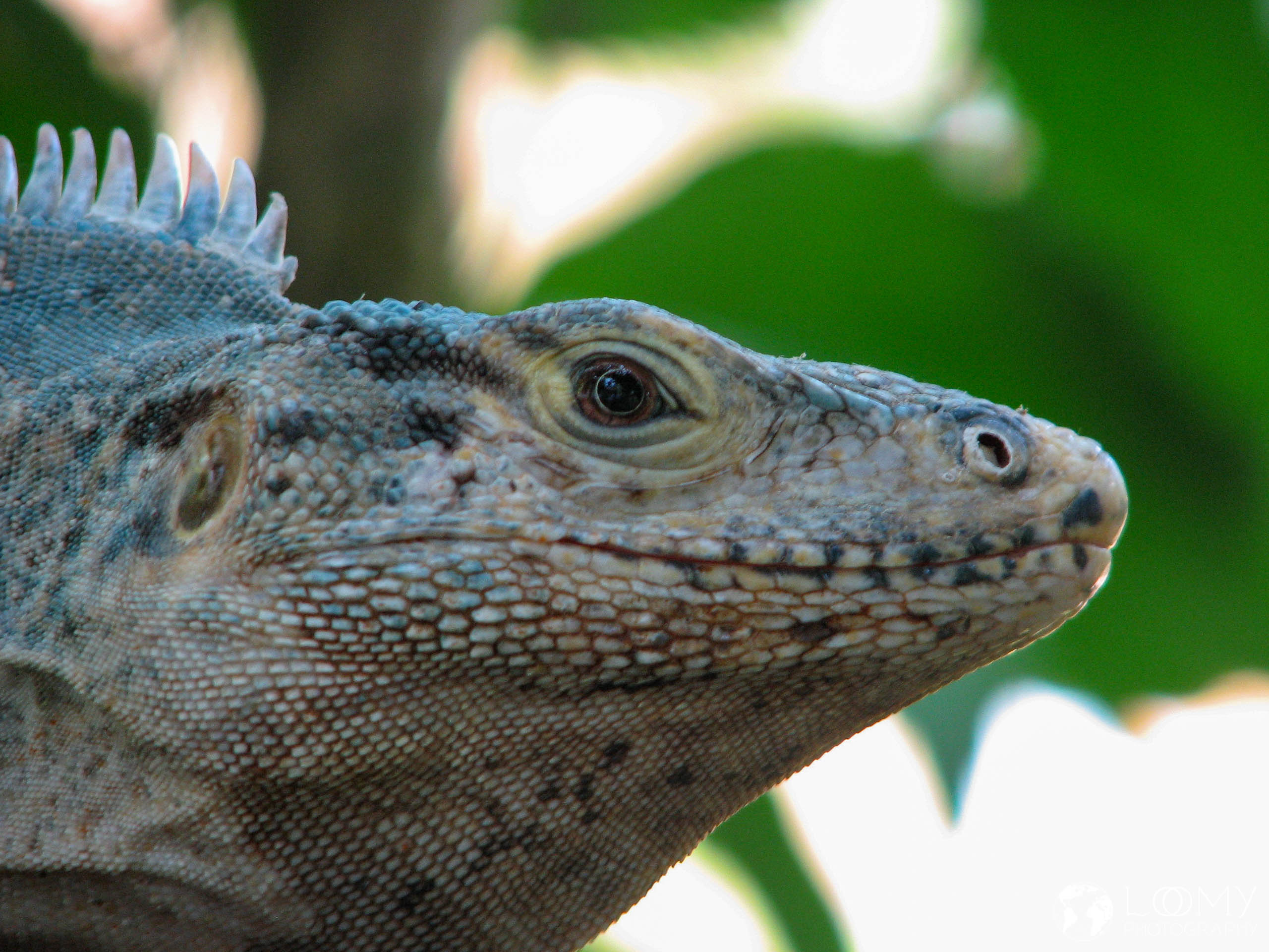 Leguan