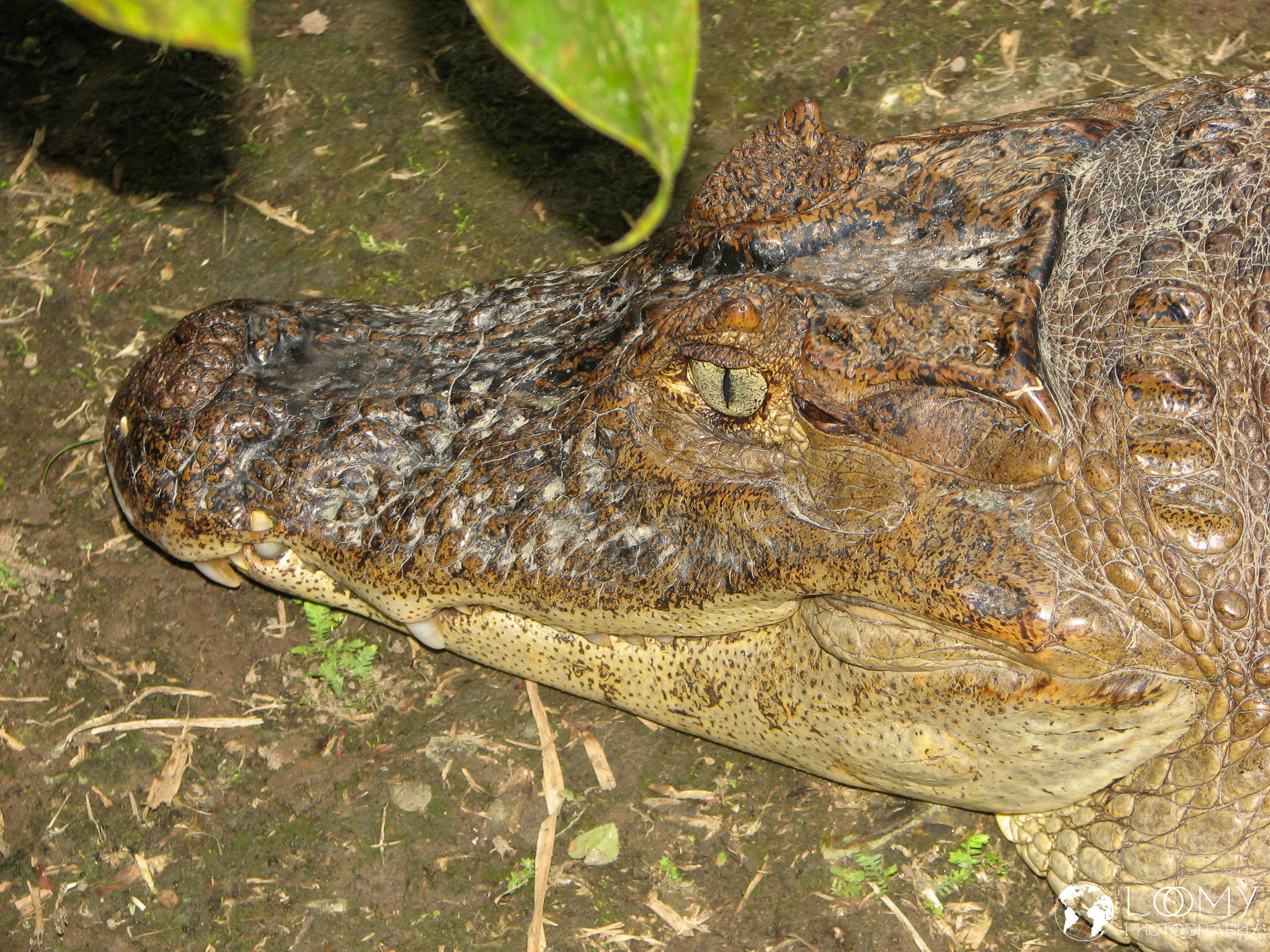 Korkodil