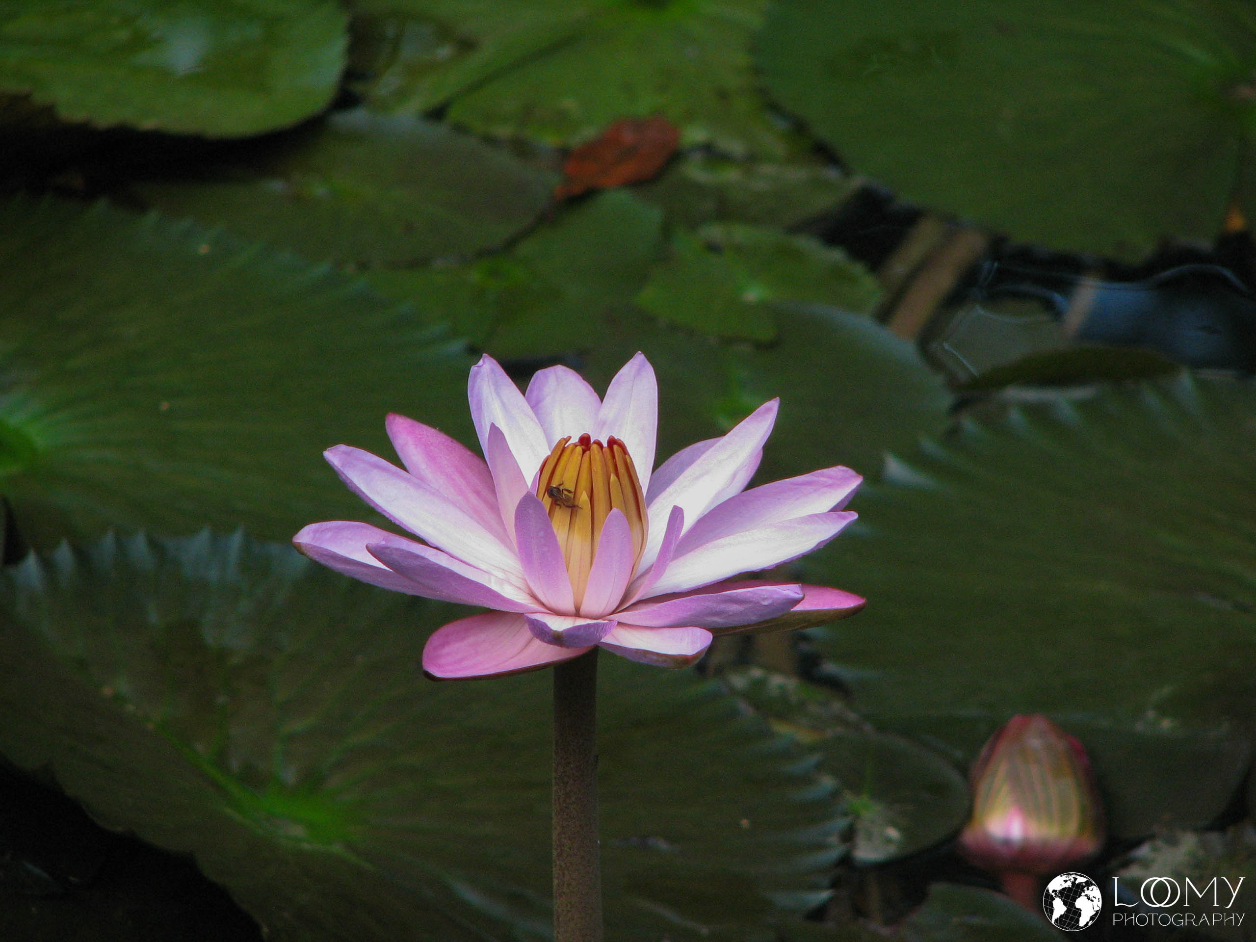 Seerose
