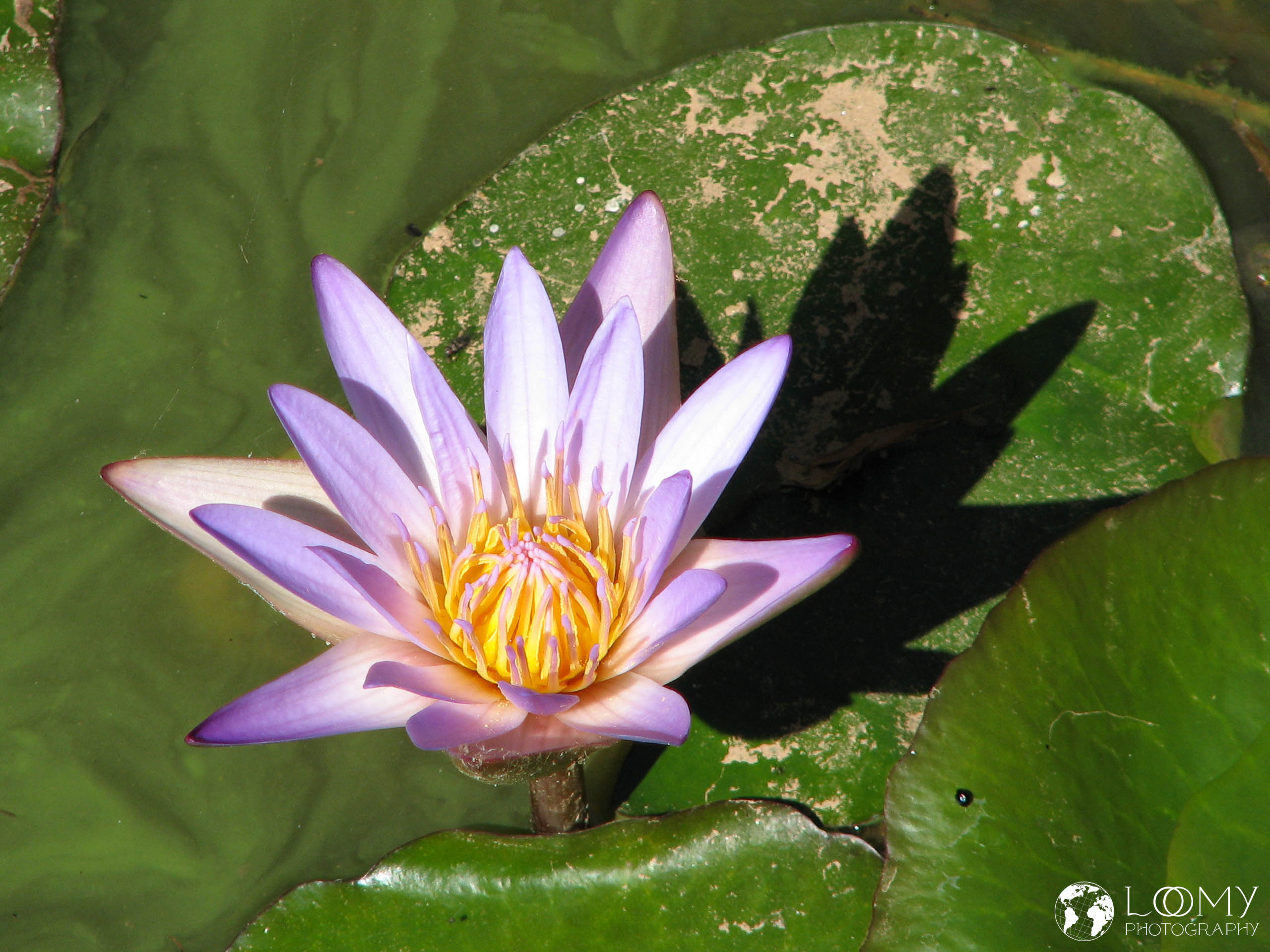 Seerose