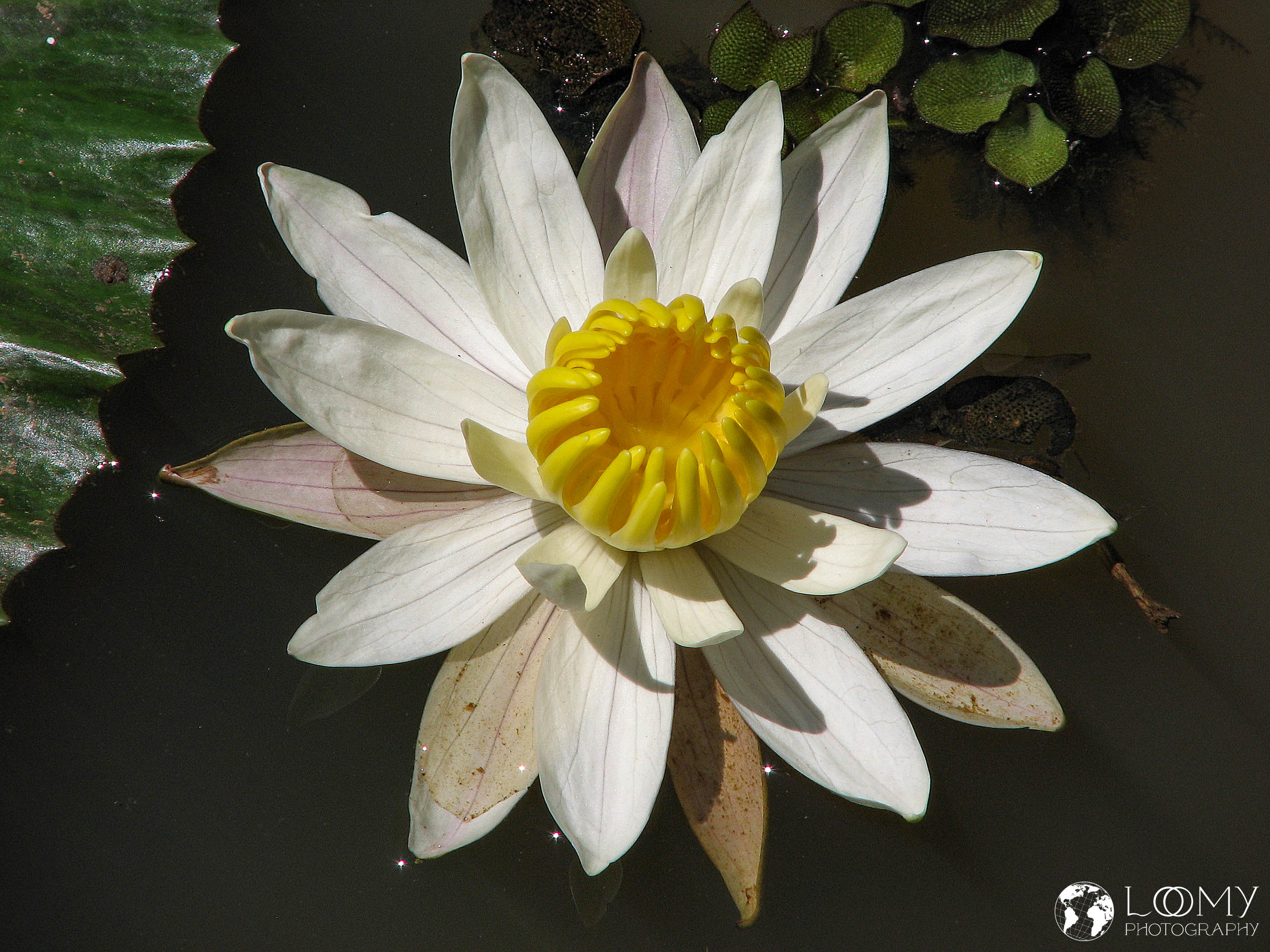 Seerose