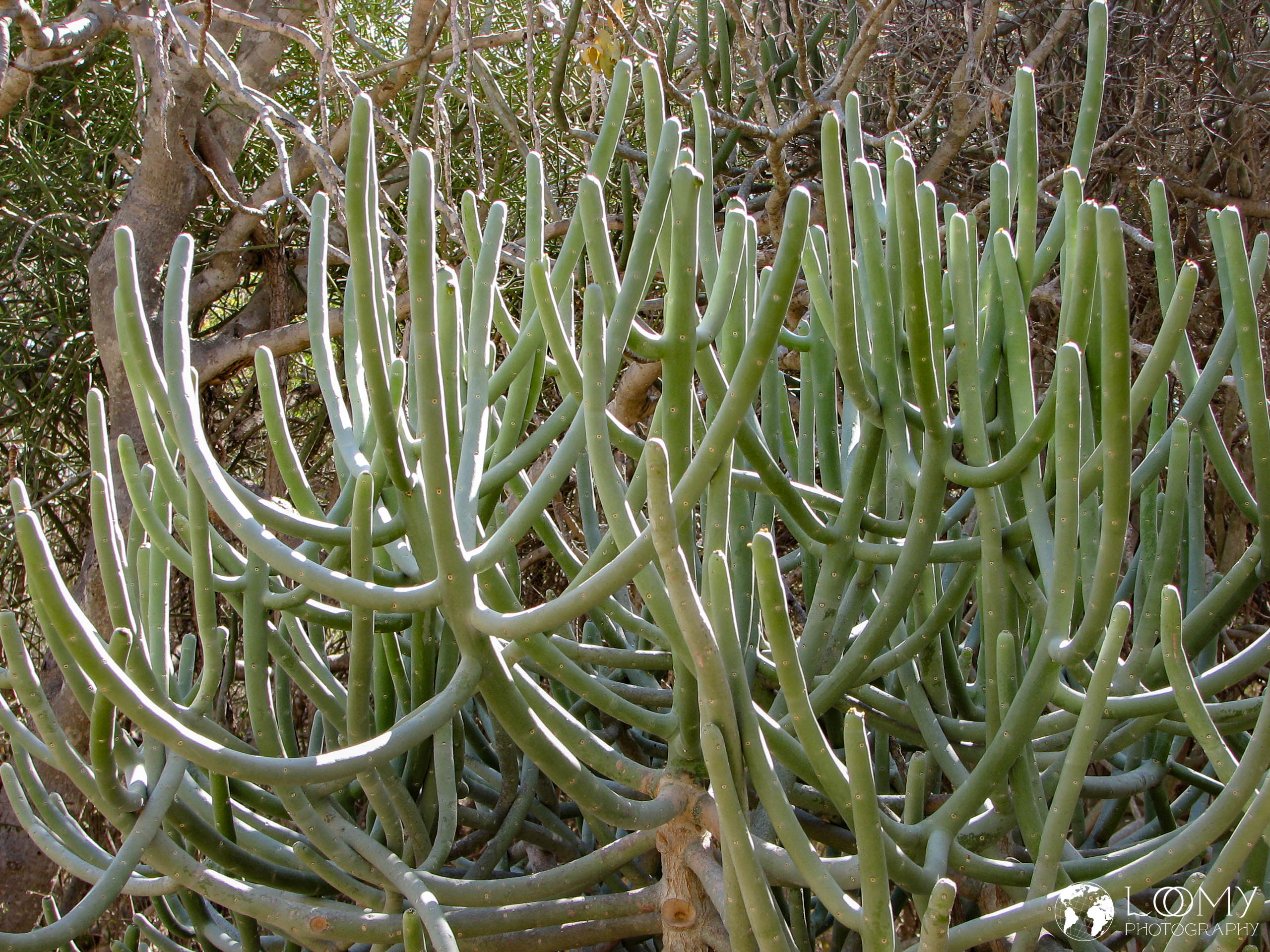 Euphorbia citorum