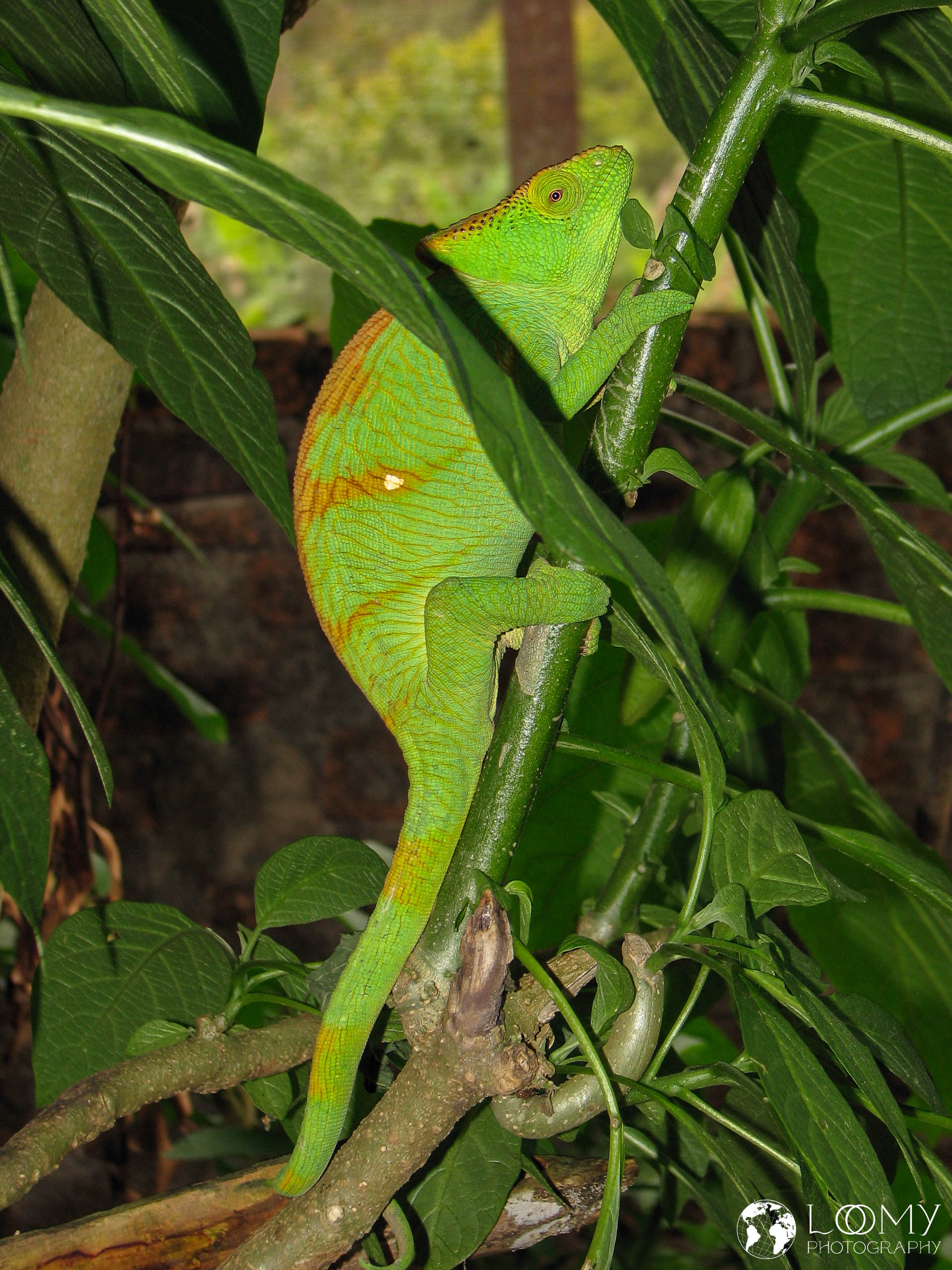 Chamäleon