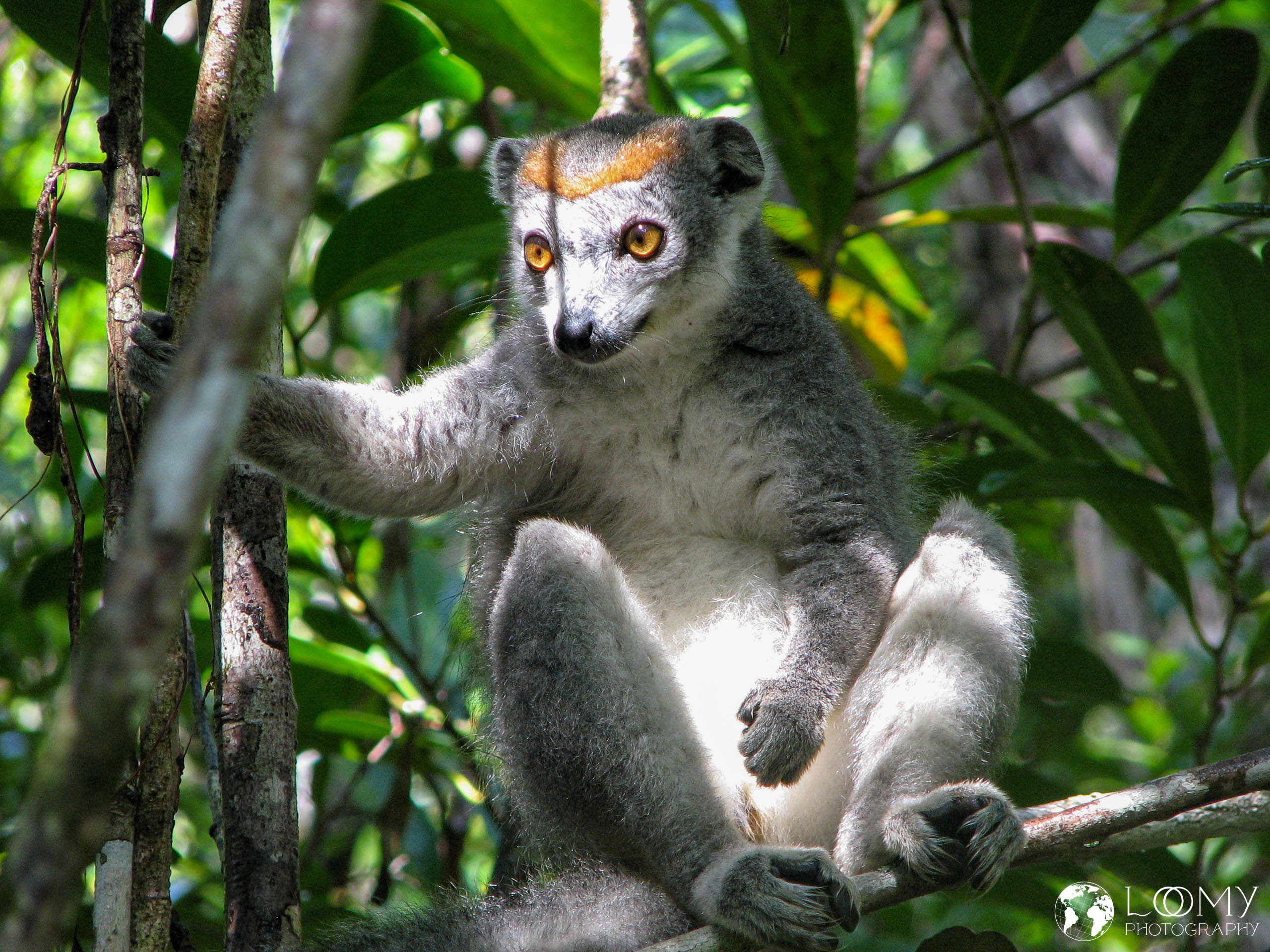 Kronen-Sifaka