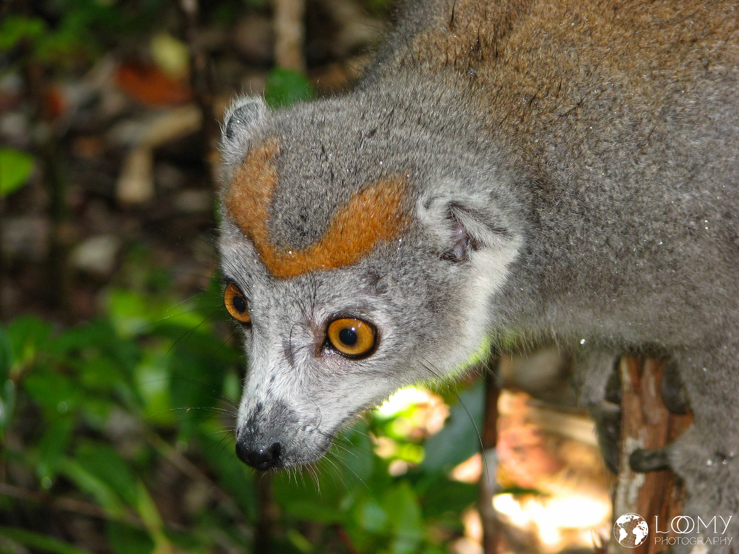 Kronen-Sifaka
