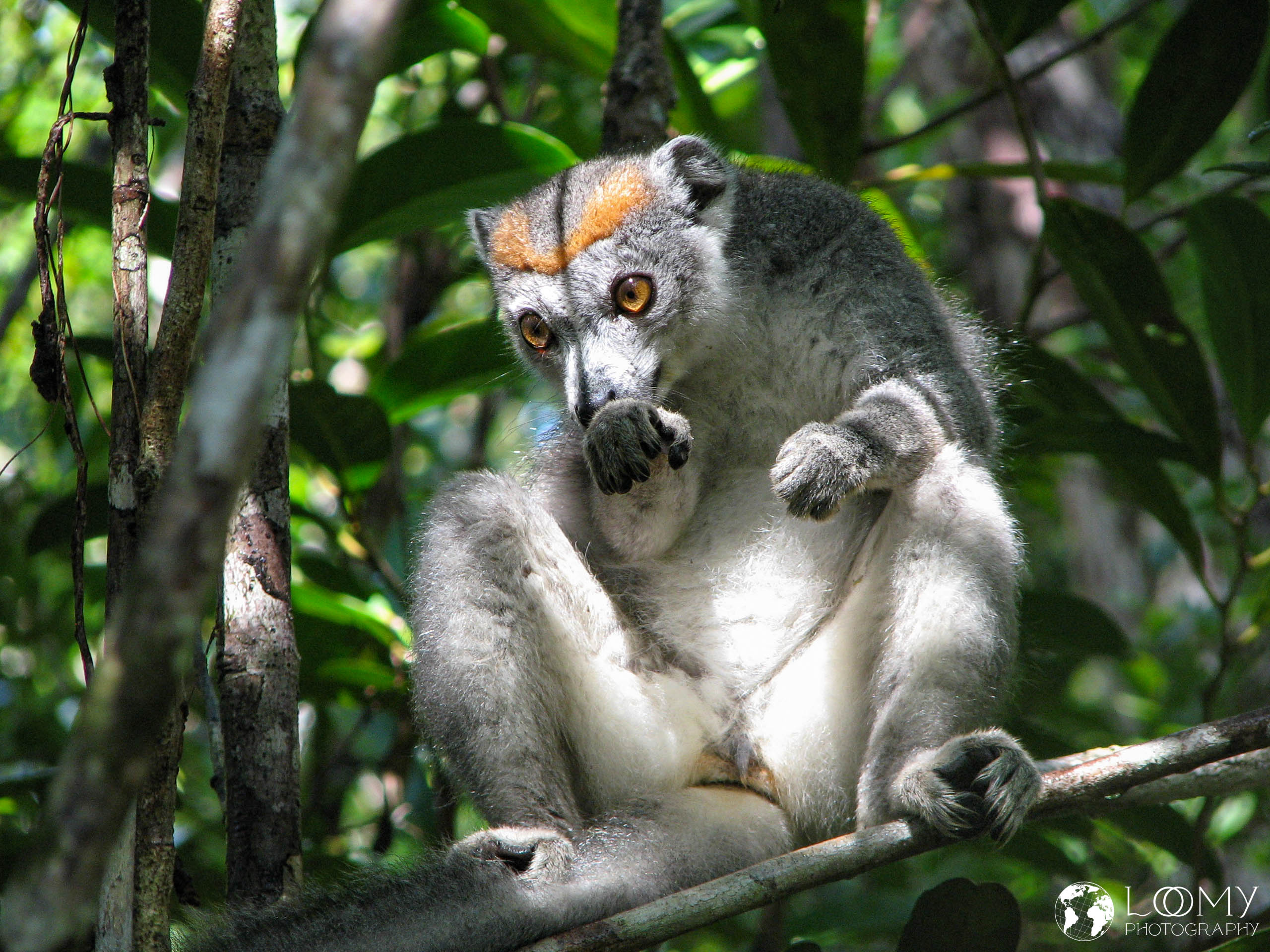 Kronen-Sifaka
