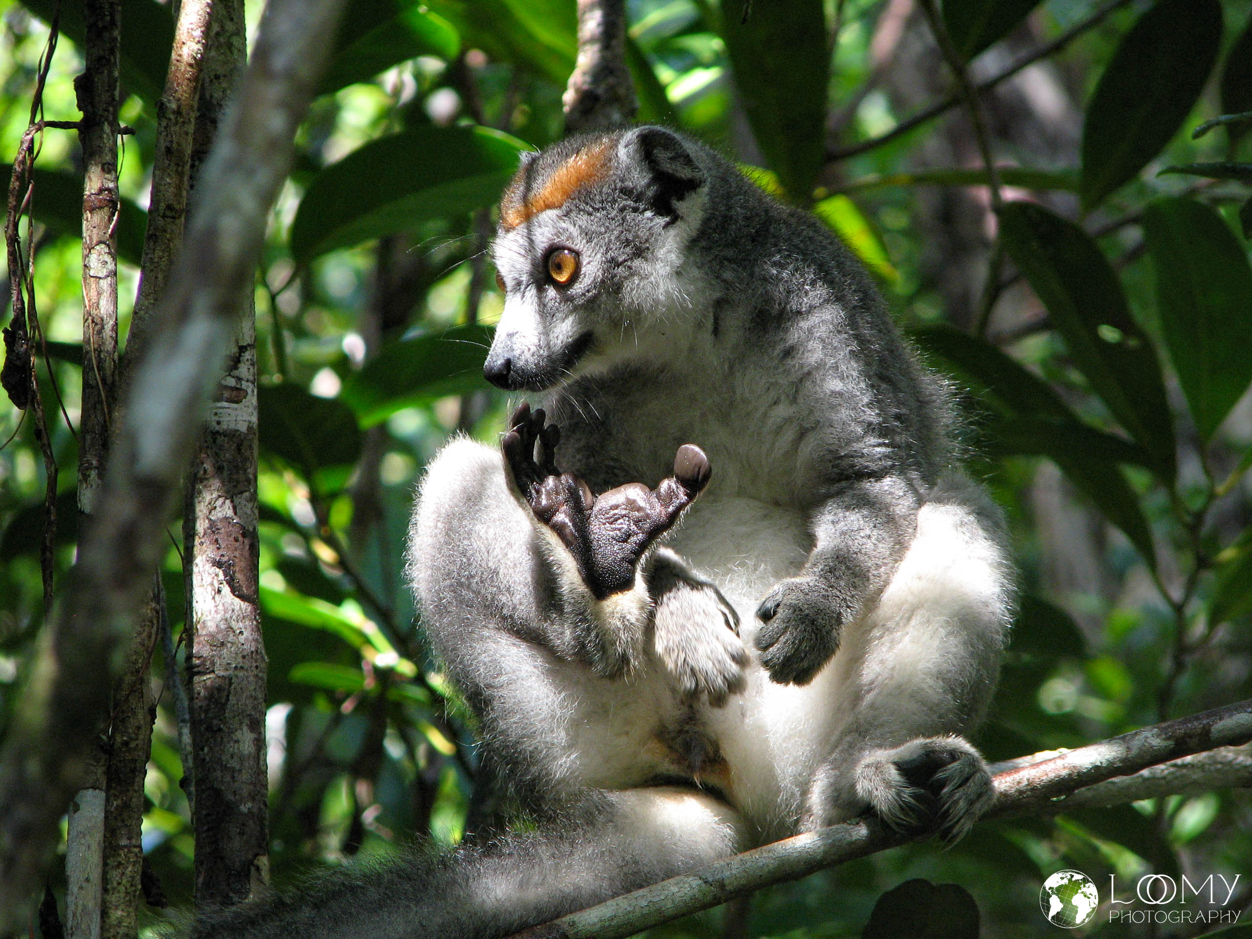 Kronen-Sifaka