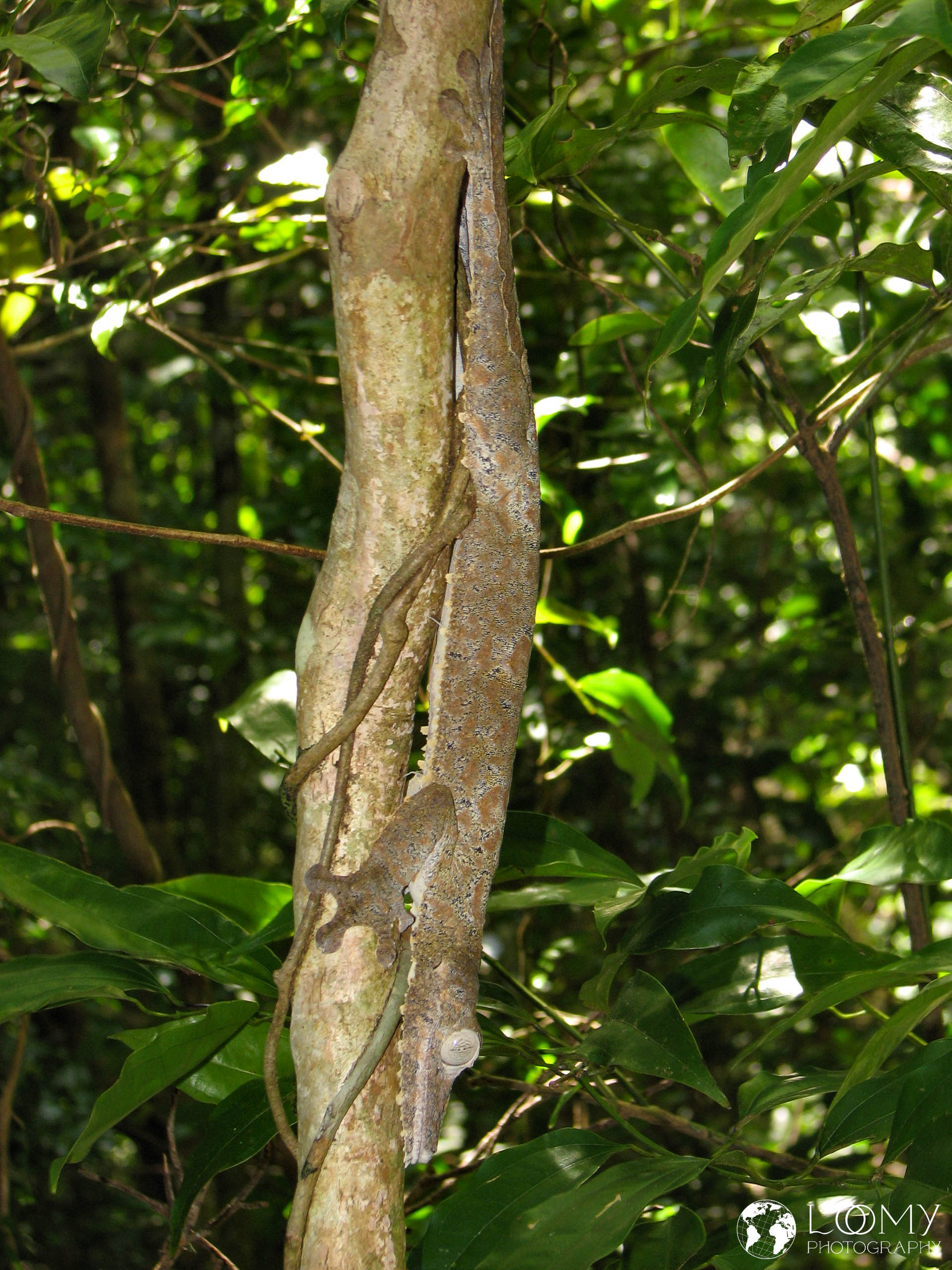 Blattschwanz-Gecko