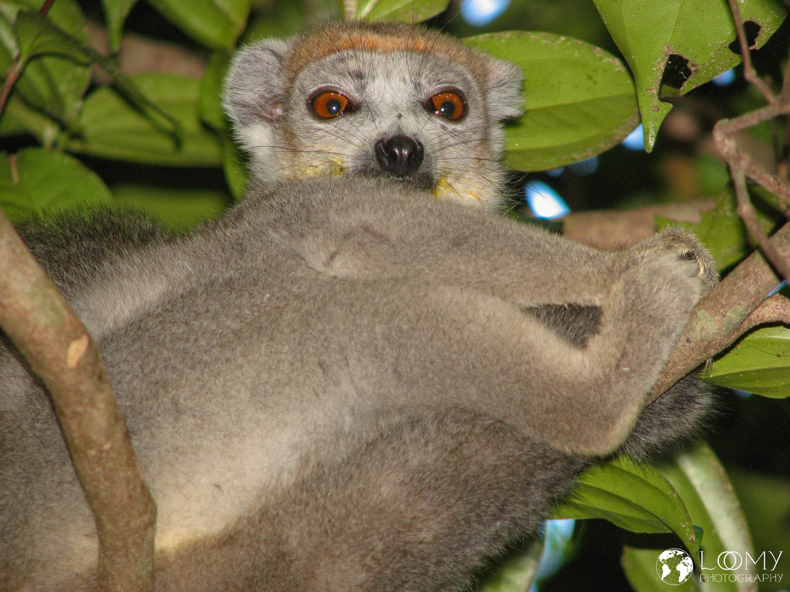 Kronen-Sifaka
