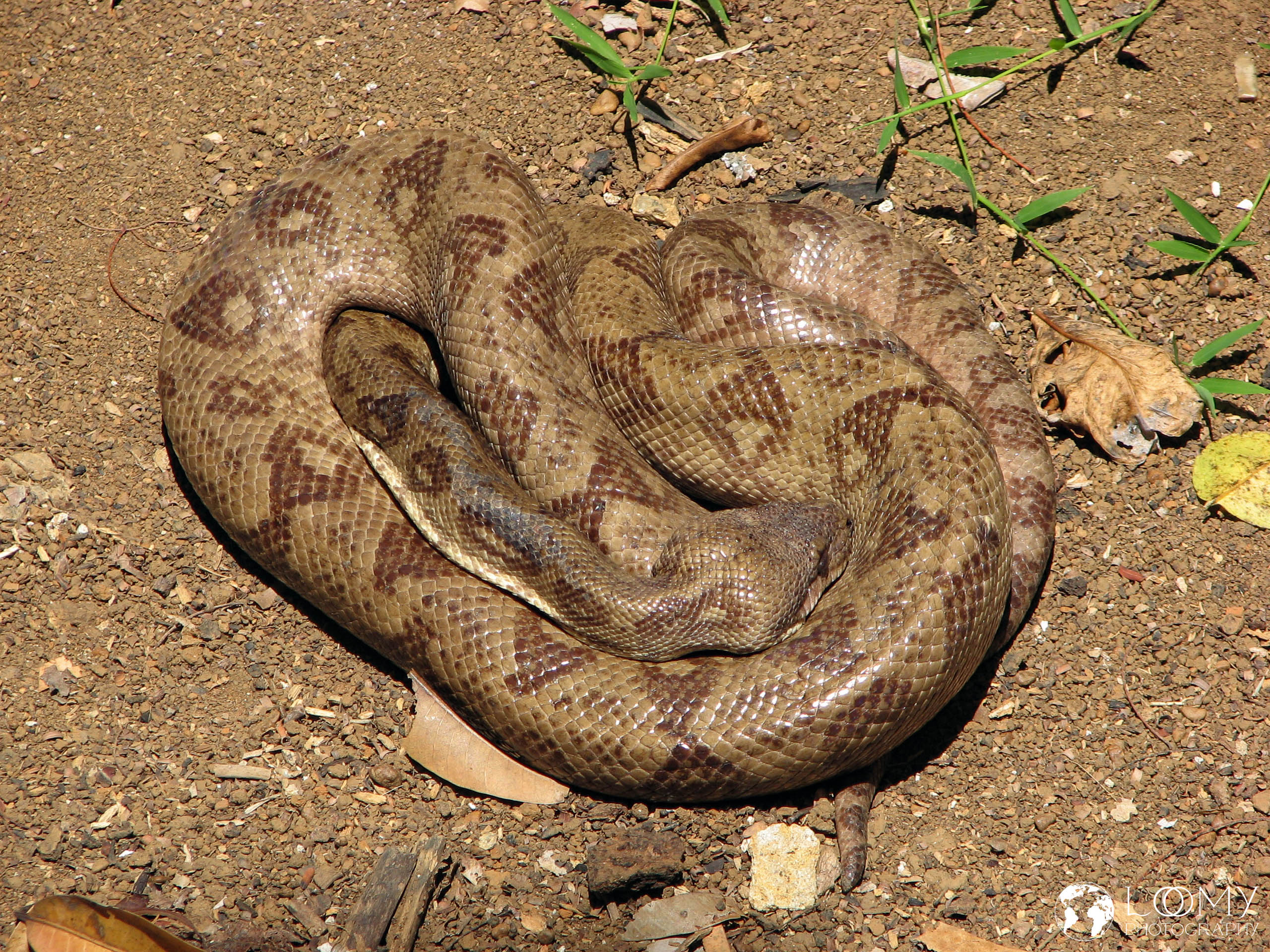 Boa