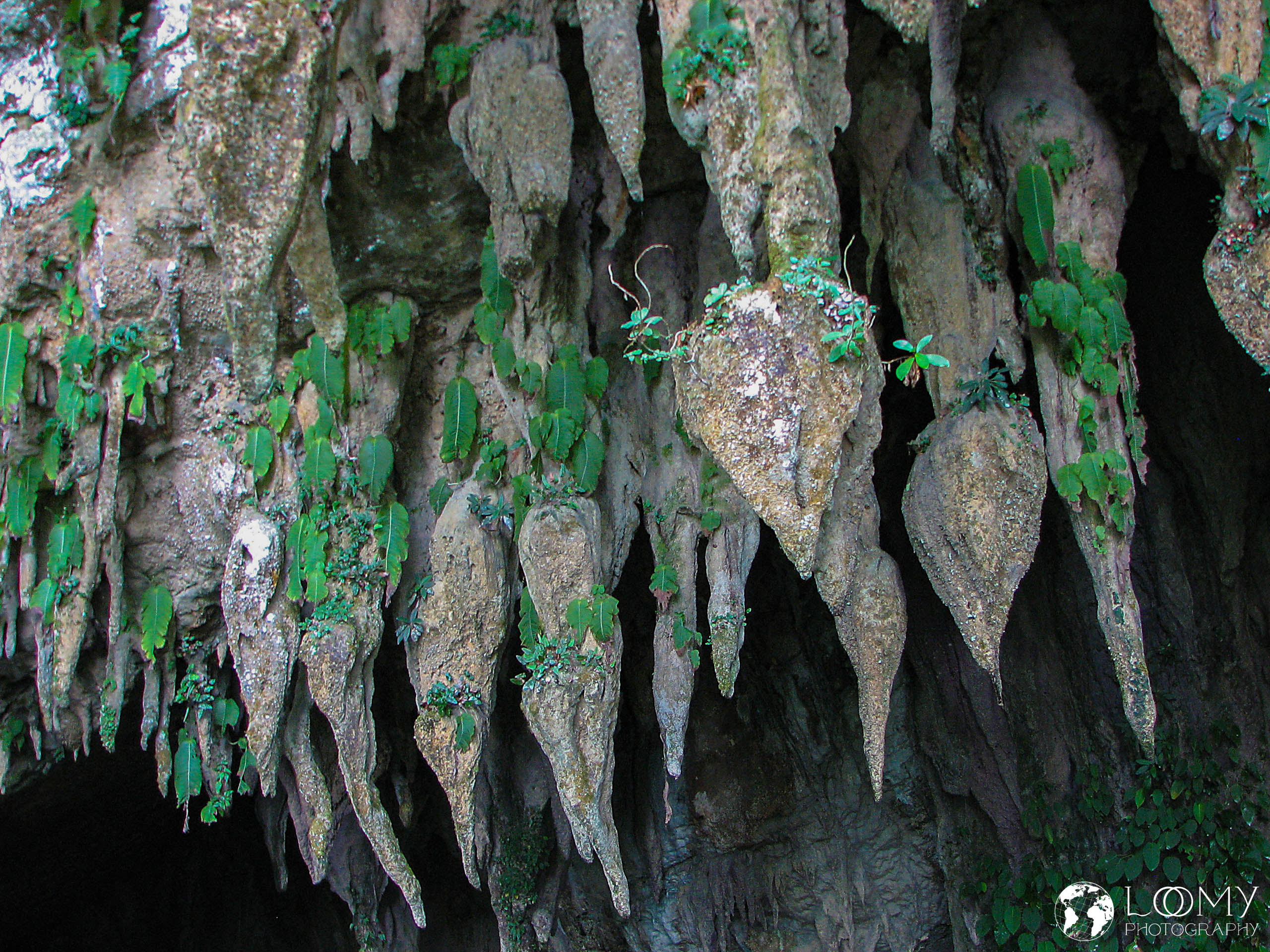 Monophylla Pendula (Hängendes Einblatt)
