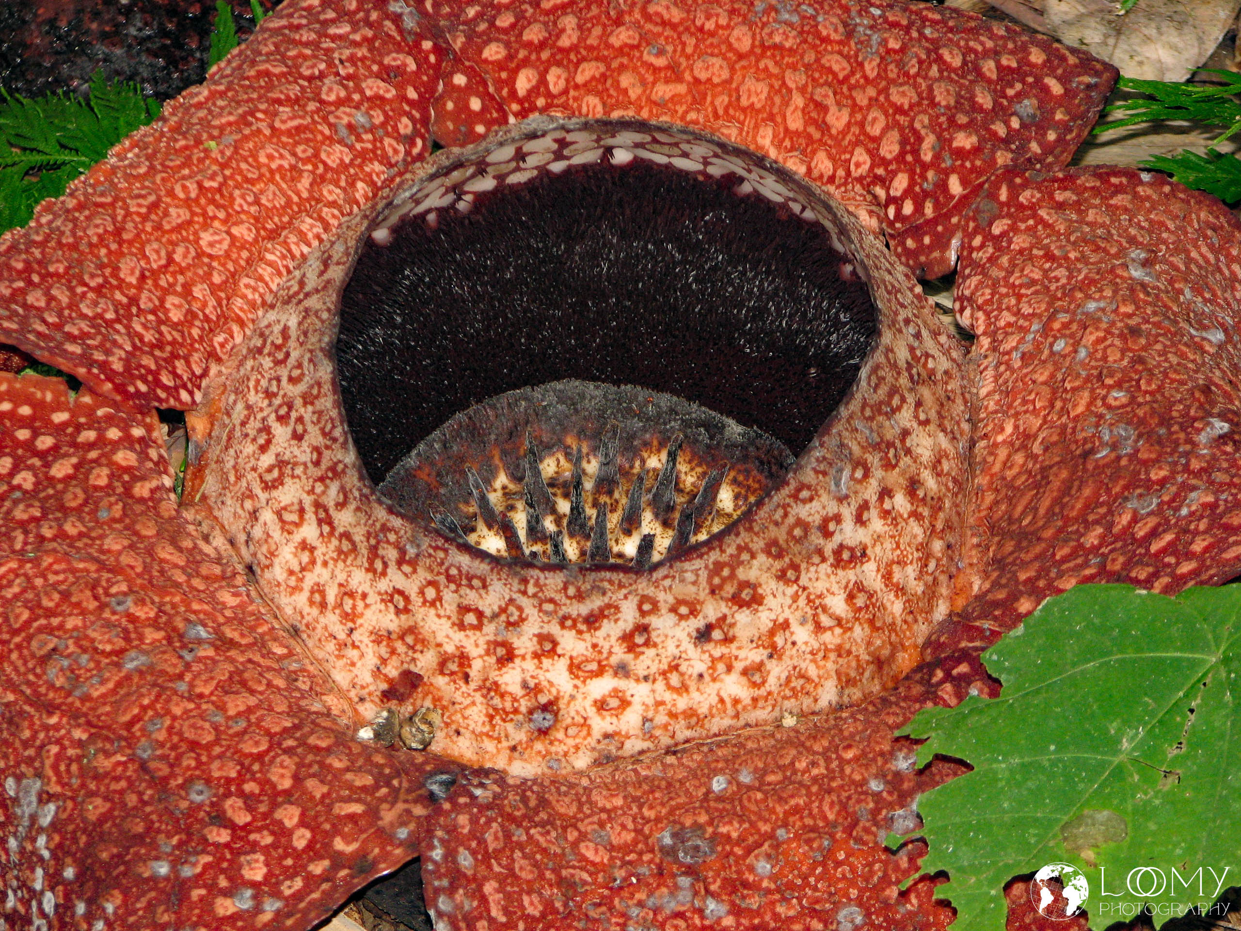 Raflesia