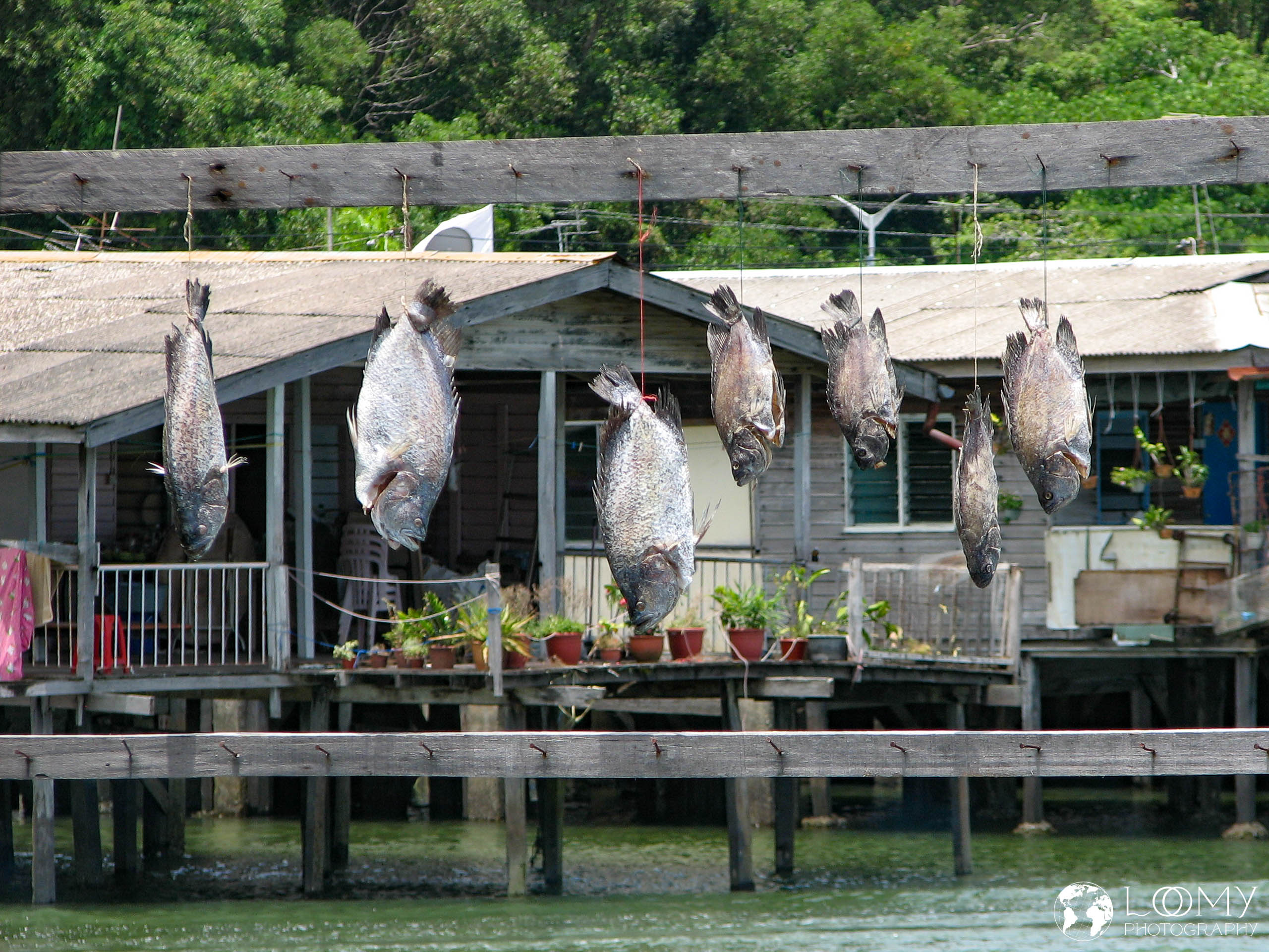 Fische am Anlegesteg